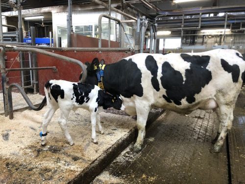 Dairy calf with cow in cubicle housing