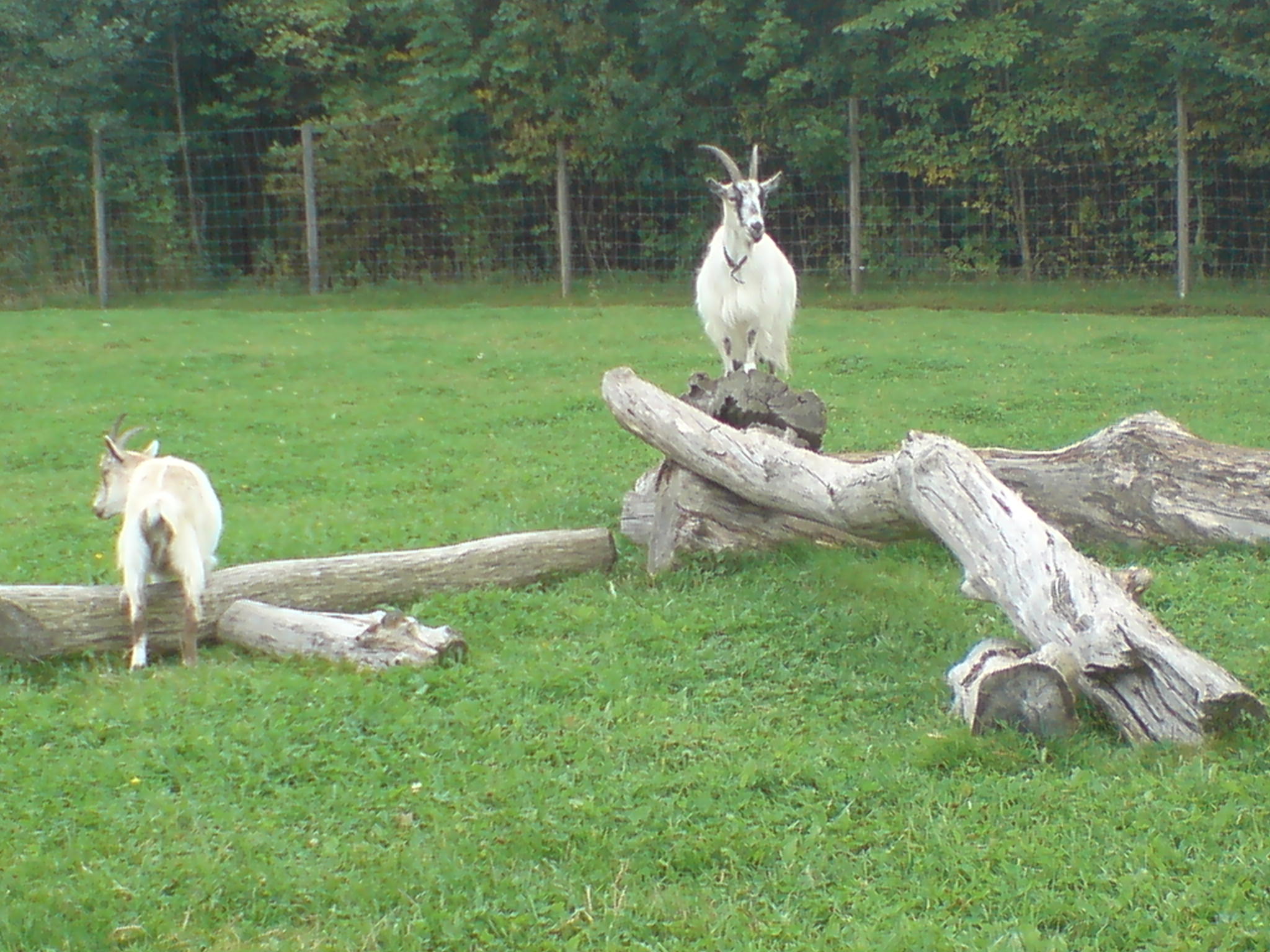 Goat standing on fallen tree trunk