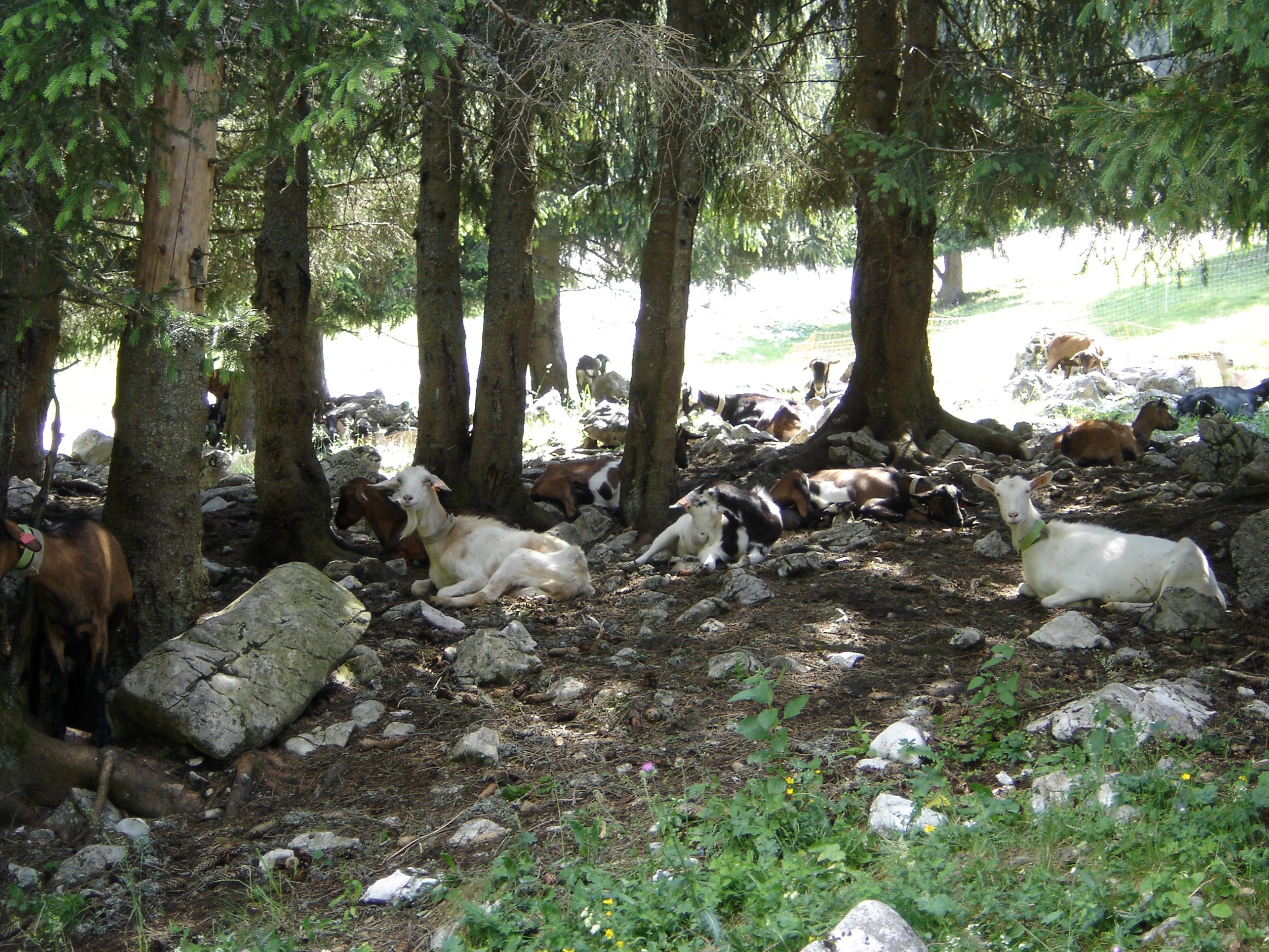 ©INRAE / NORMANT Sophie