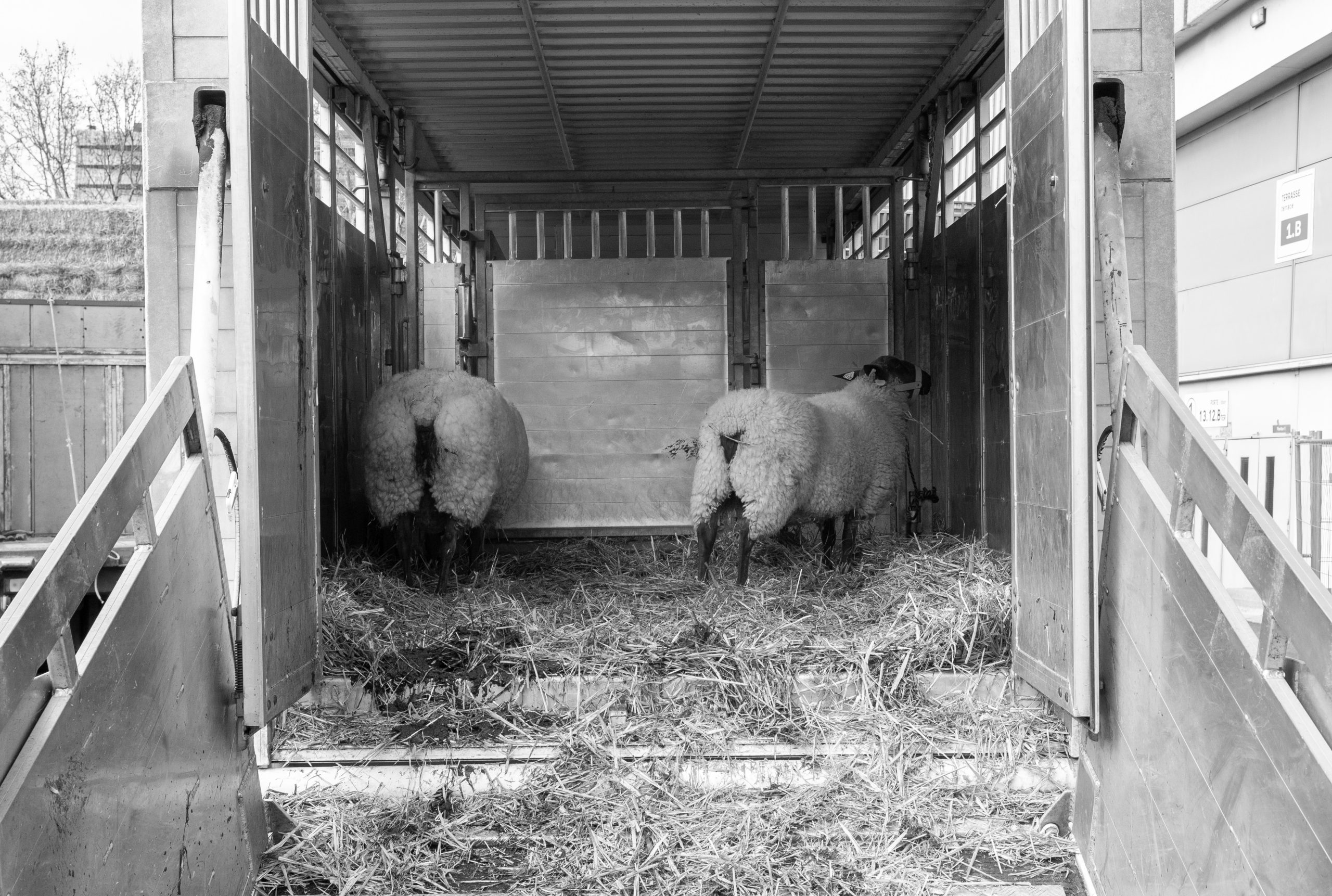 Sheep arrive at the SIA on the final day of set-up, the day before the opening.
