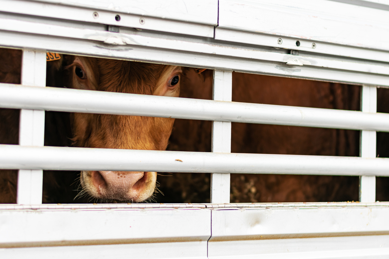 Veal peeking out of aeration windows in a cattle truck