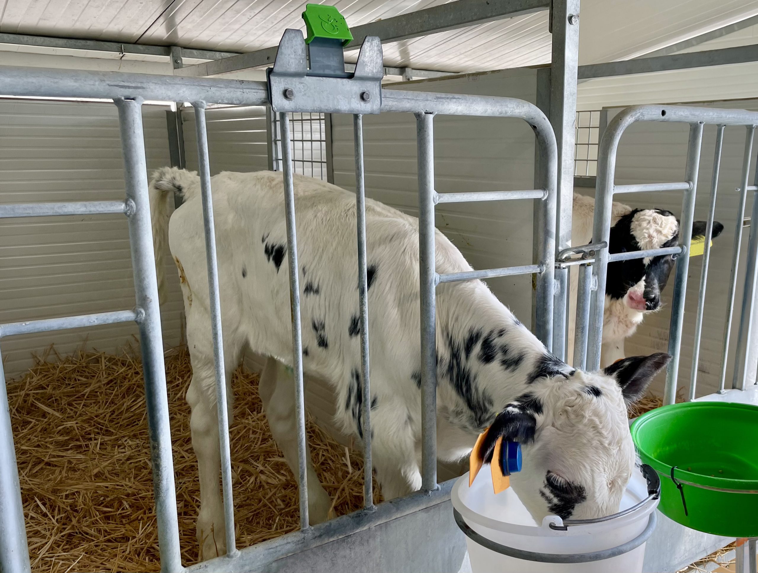 housed calves animal welfare