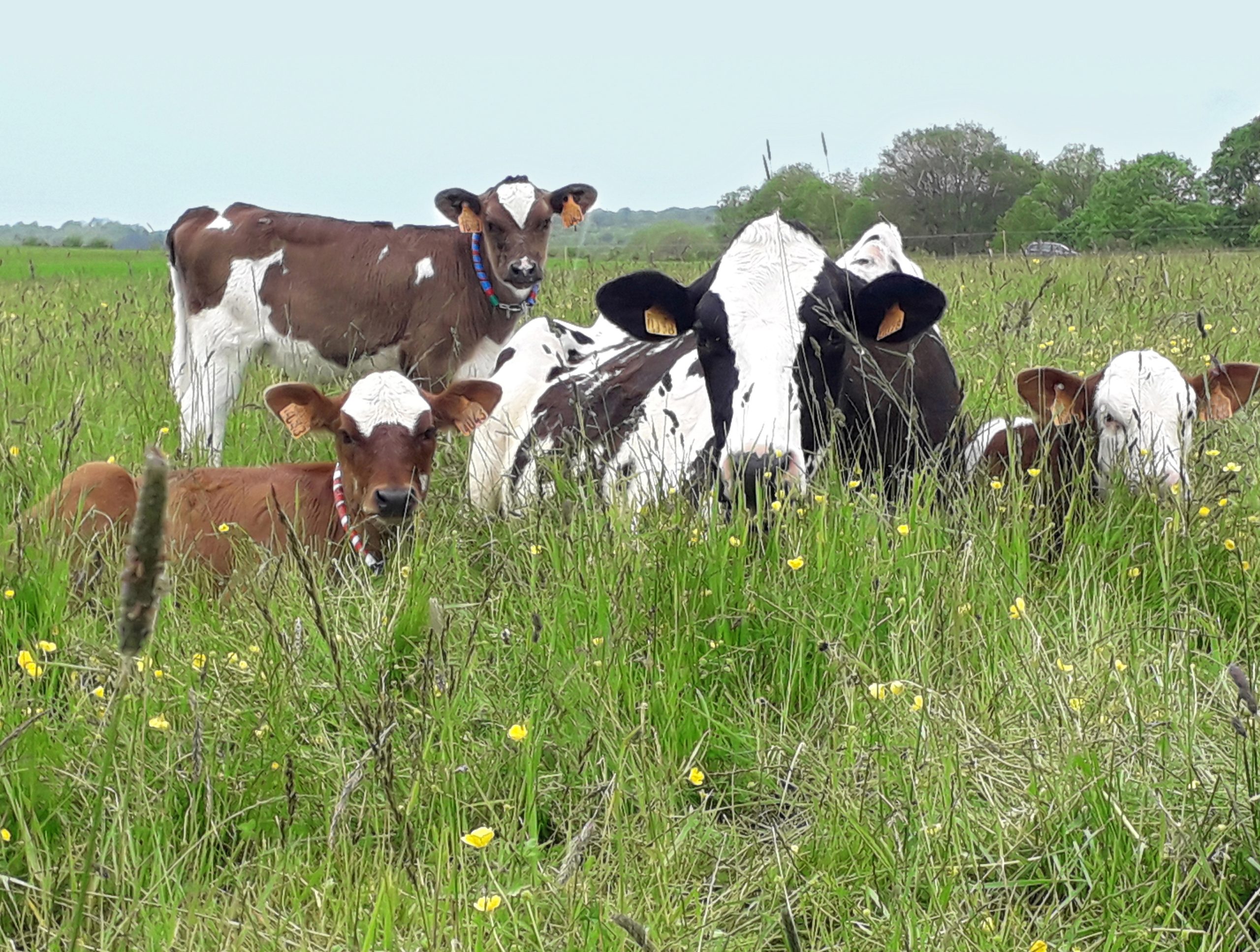 housed calves animal welfare