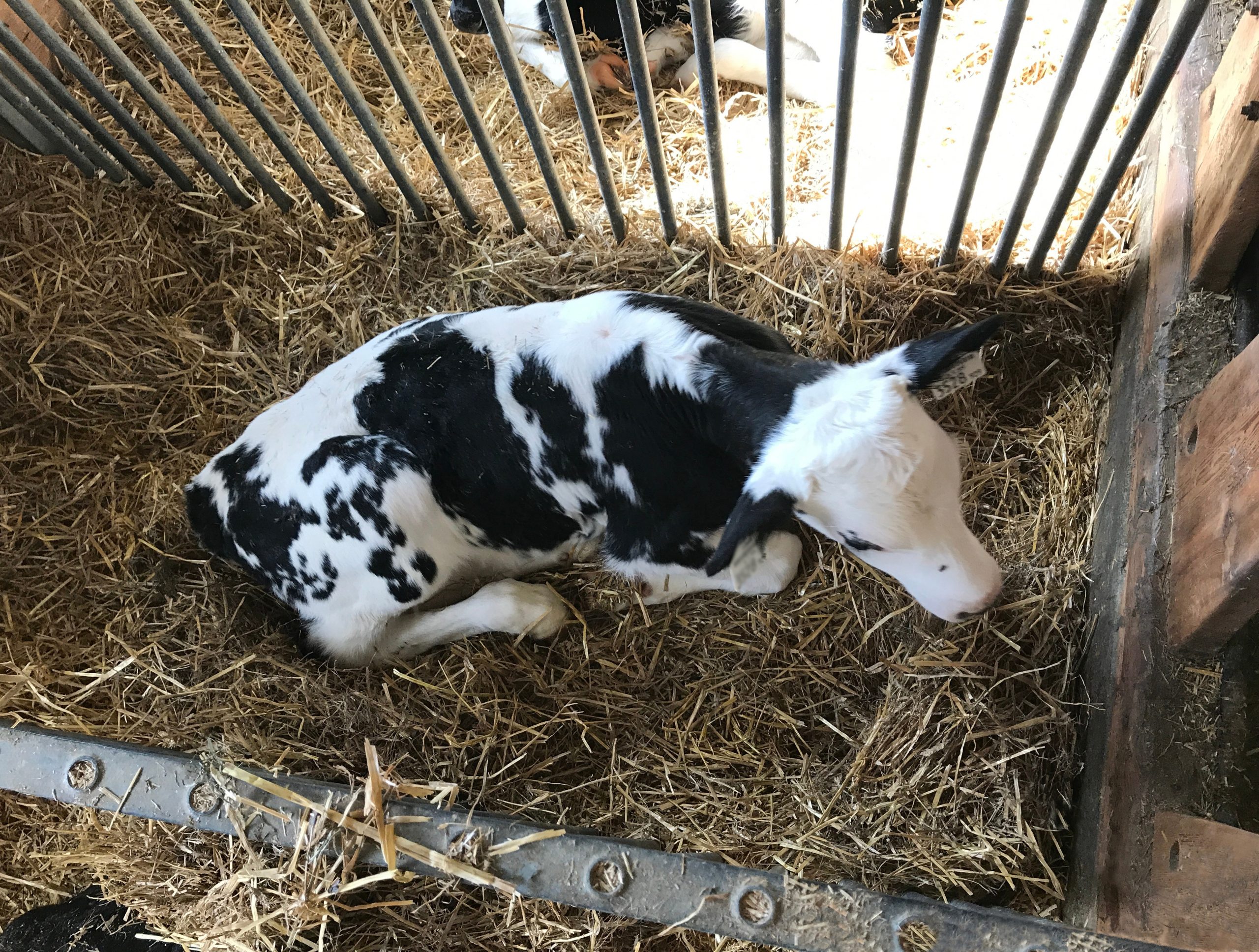 housed calves animal welfare
