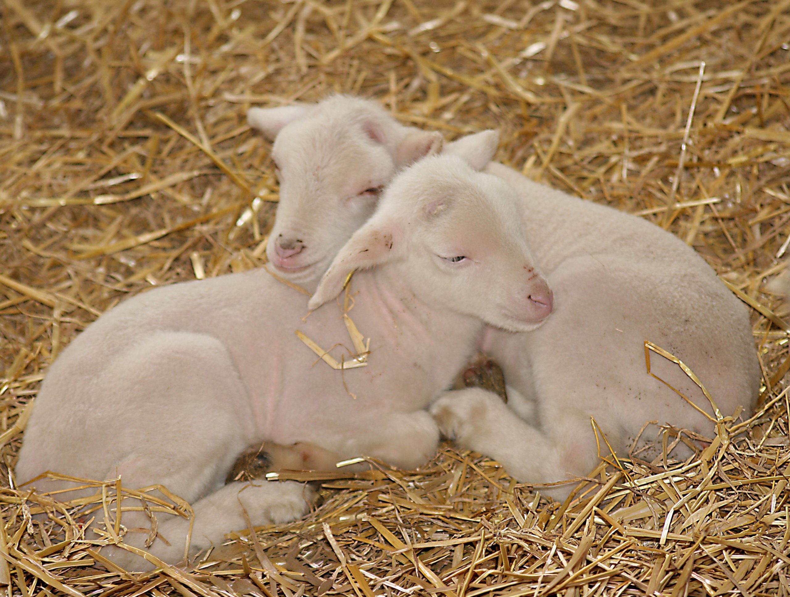 housed calves animal welfare
