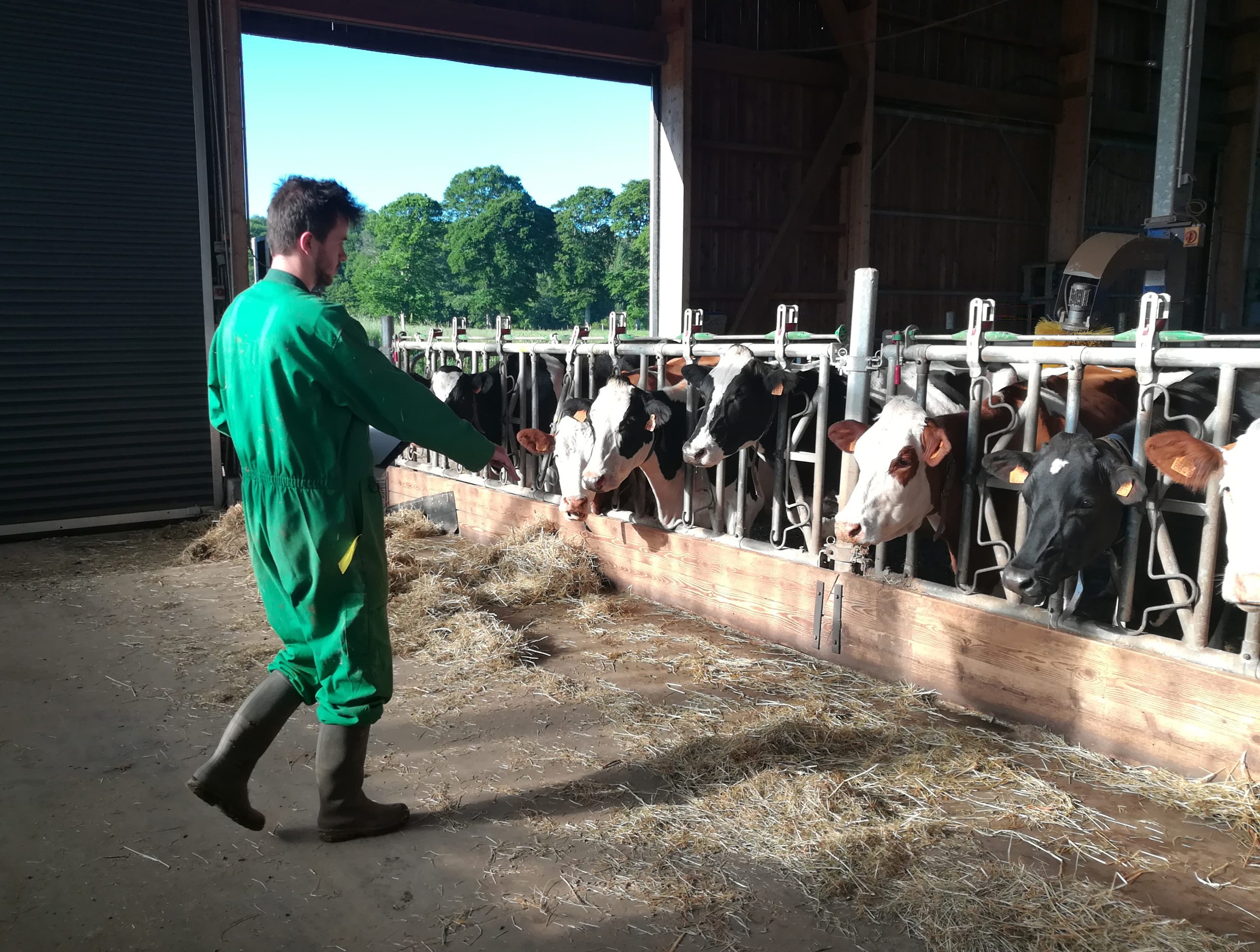 housed calves animal welfare