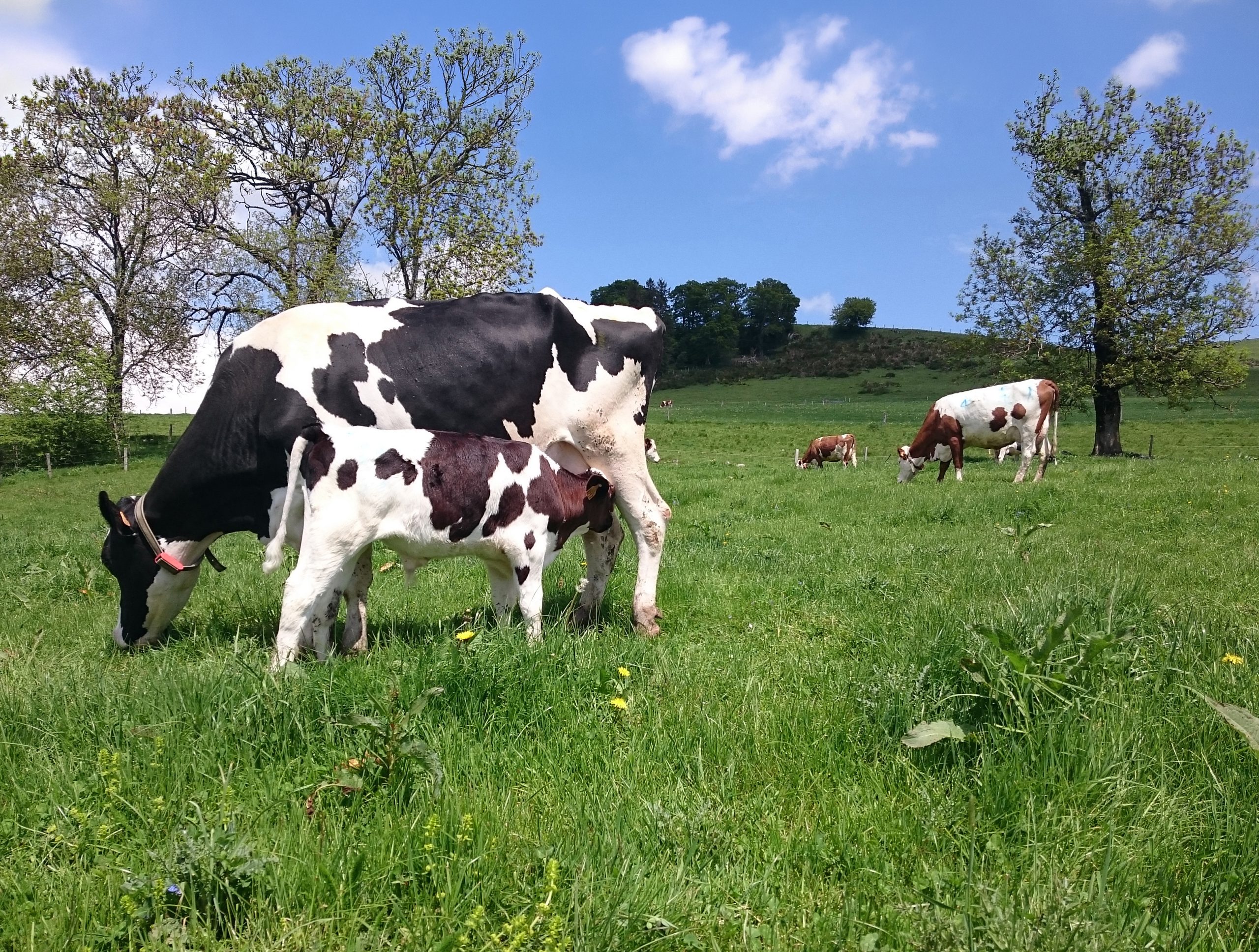 housed calves animal welfare
