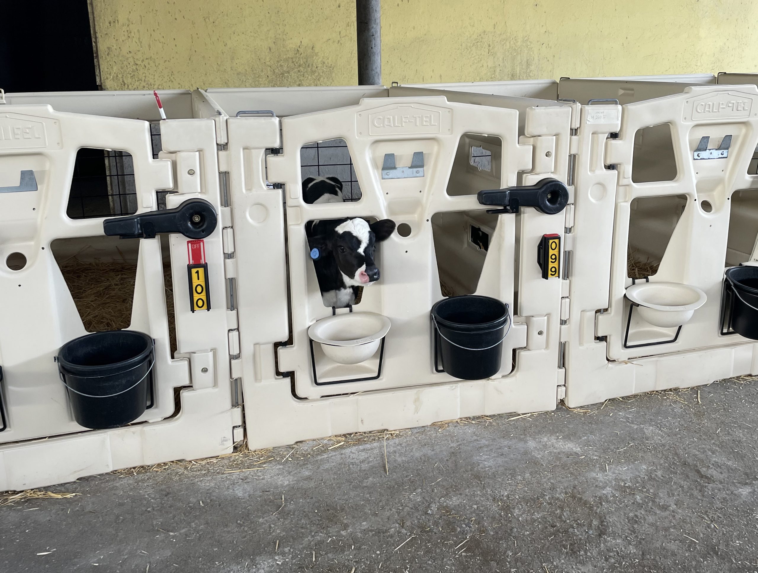housed calves animal welfare