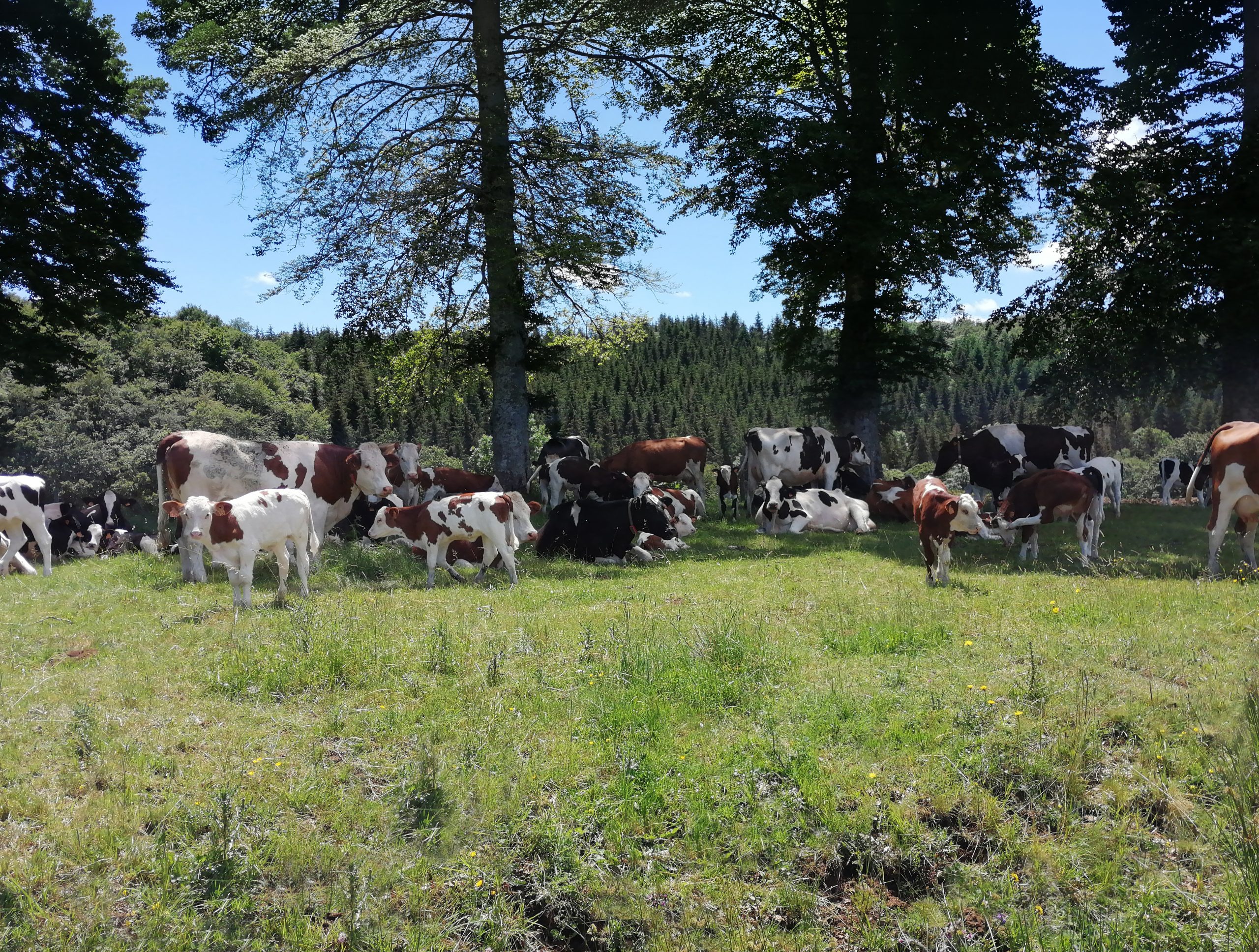 housed calves animal welfare