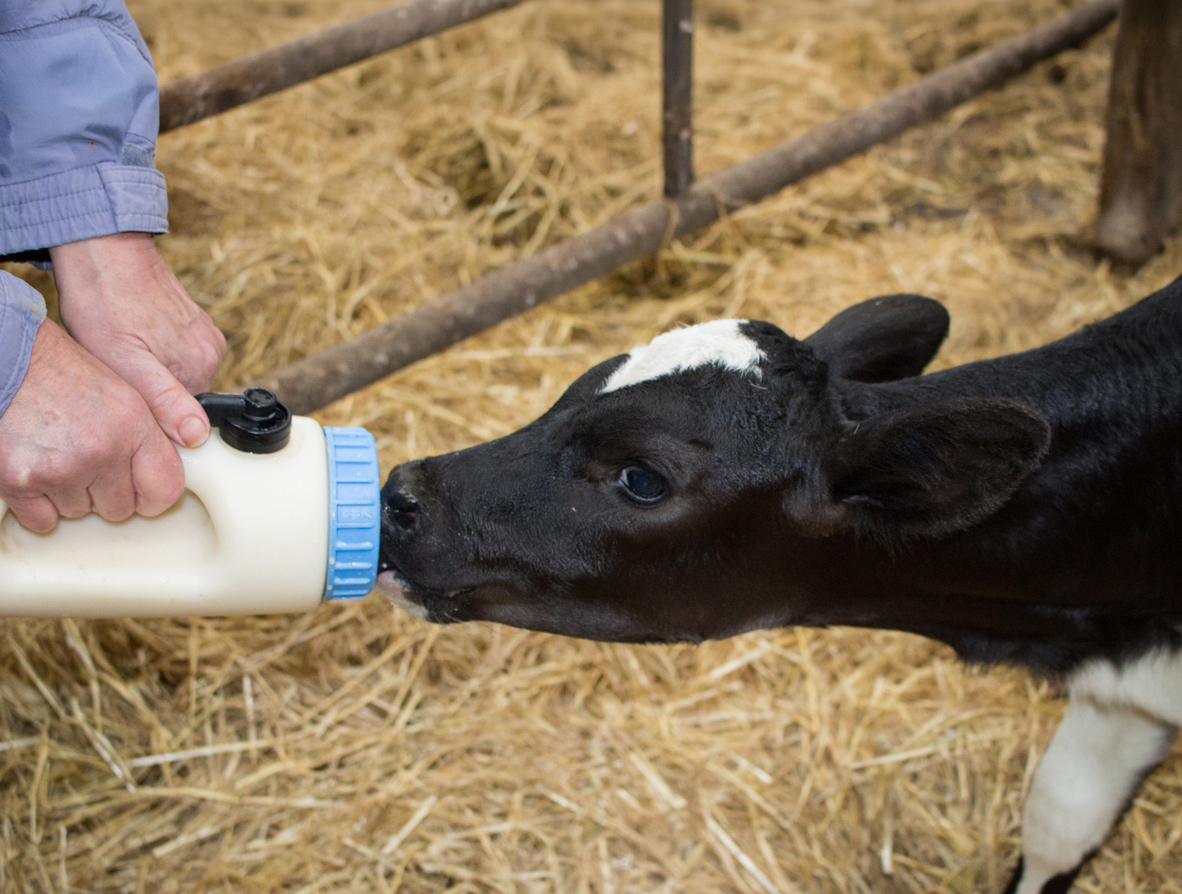 housed calves animal welfare
