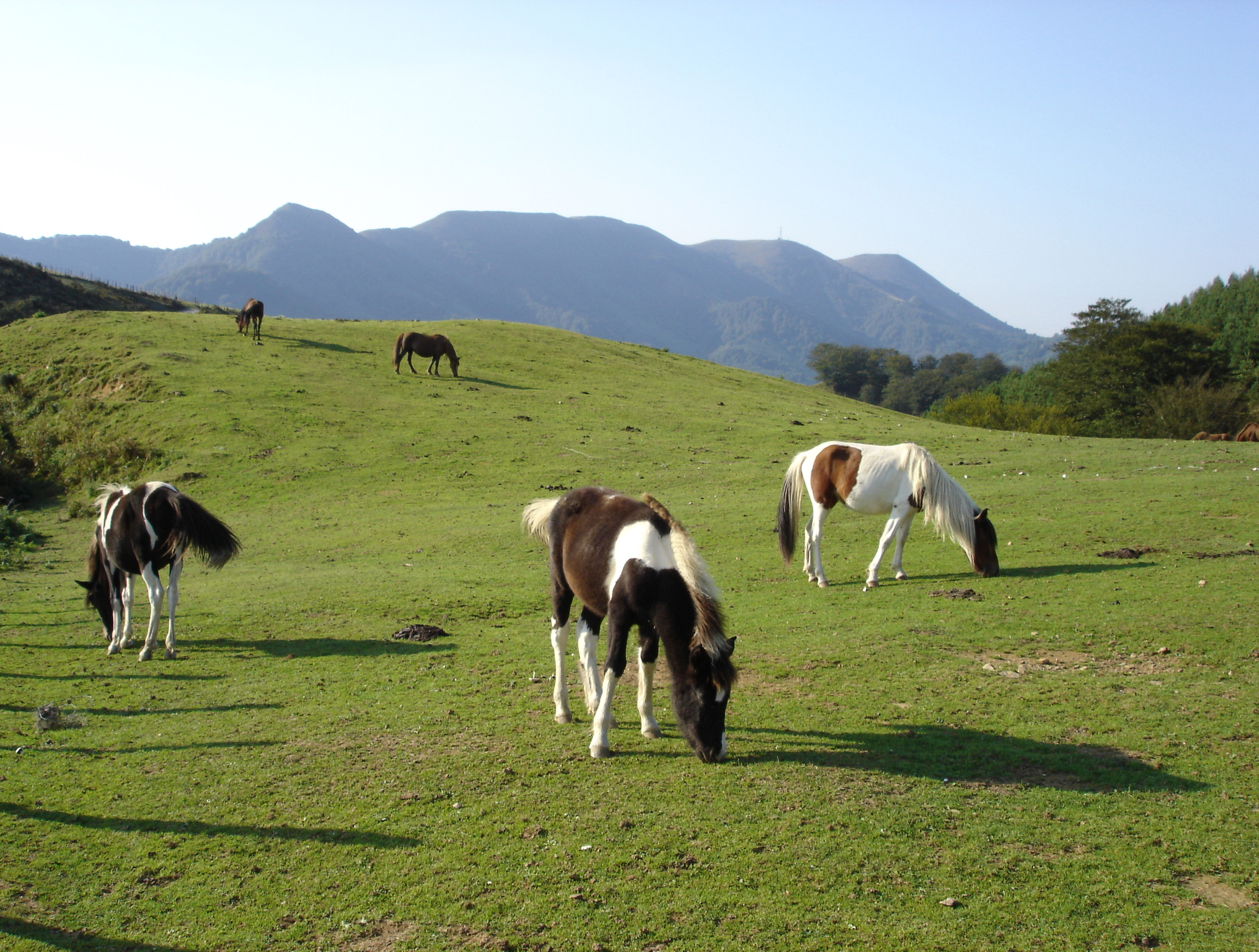 housed calves animal welfare