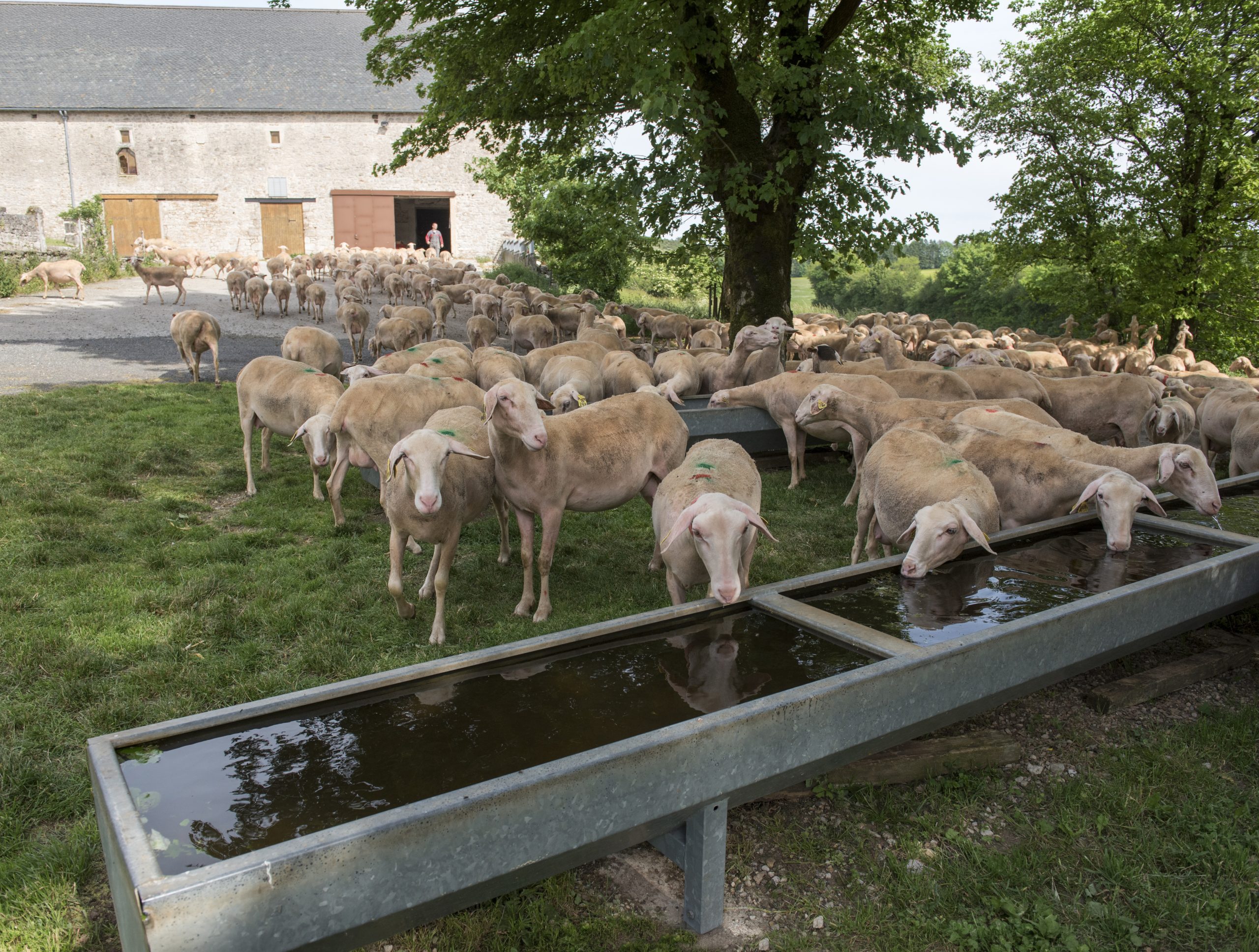 housed calves animal welfare