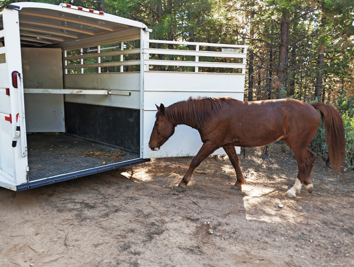 housed calves animal welfare