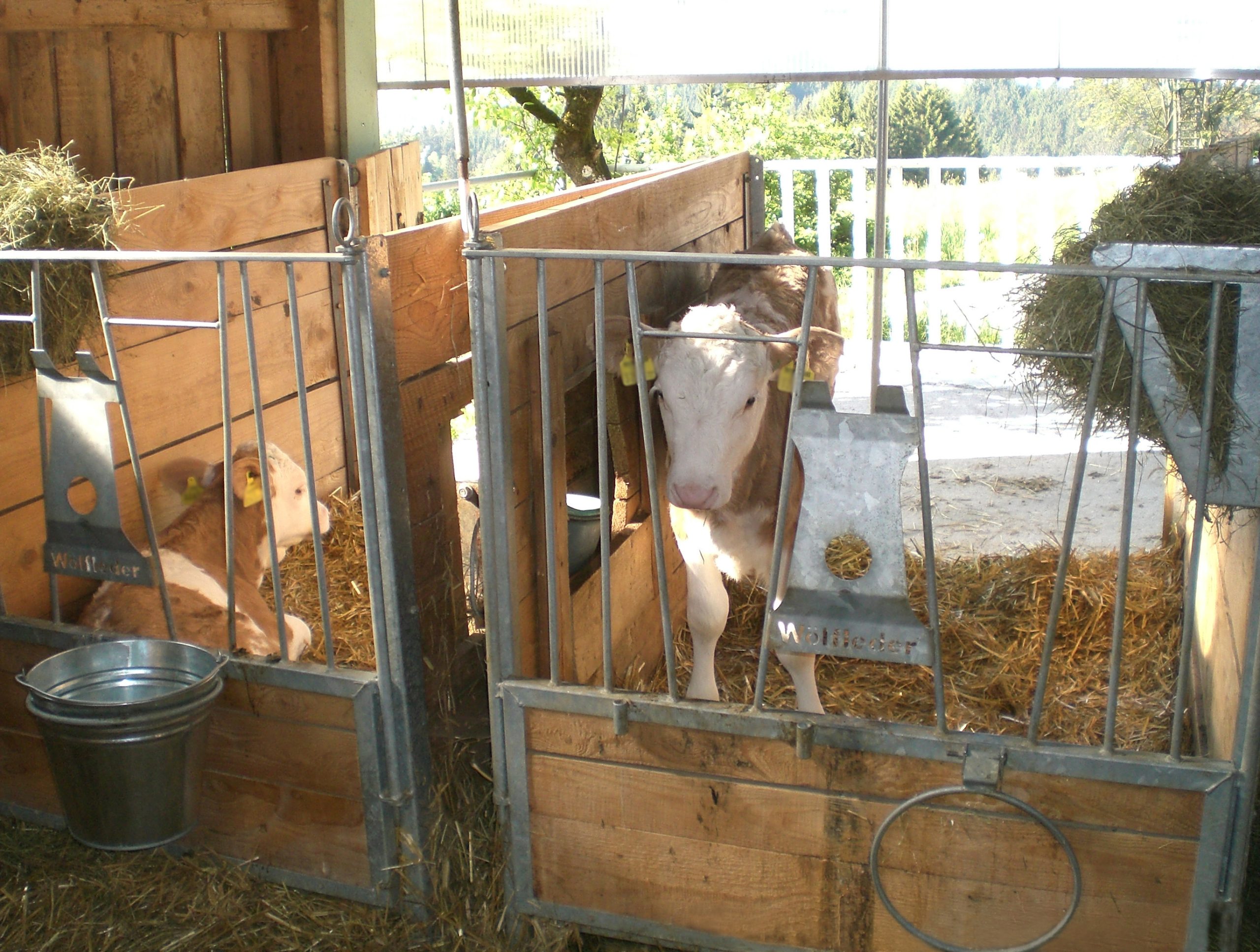 housed calves animal welfare