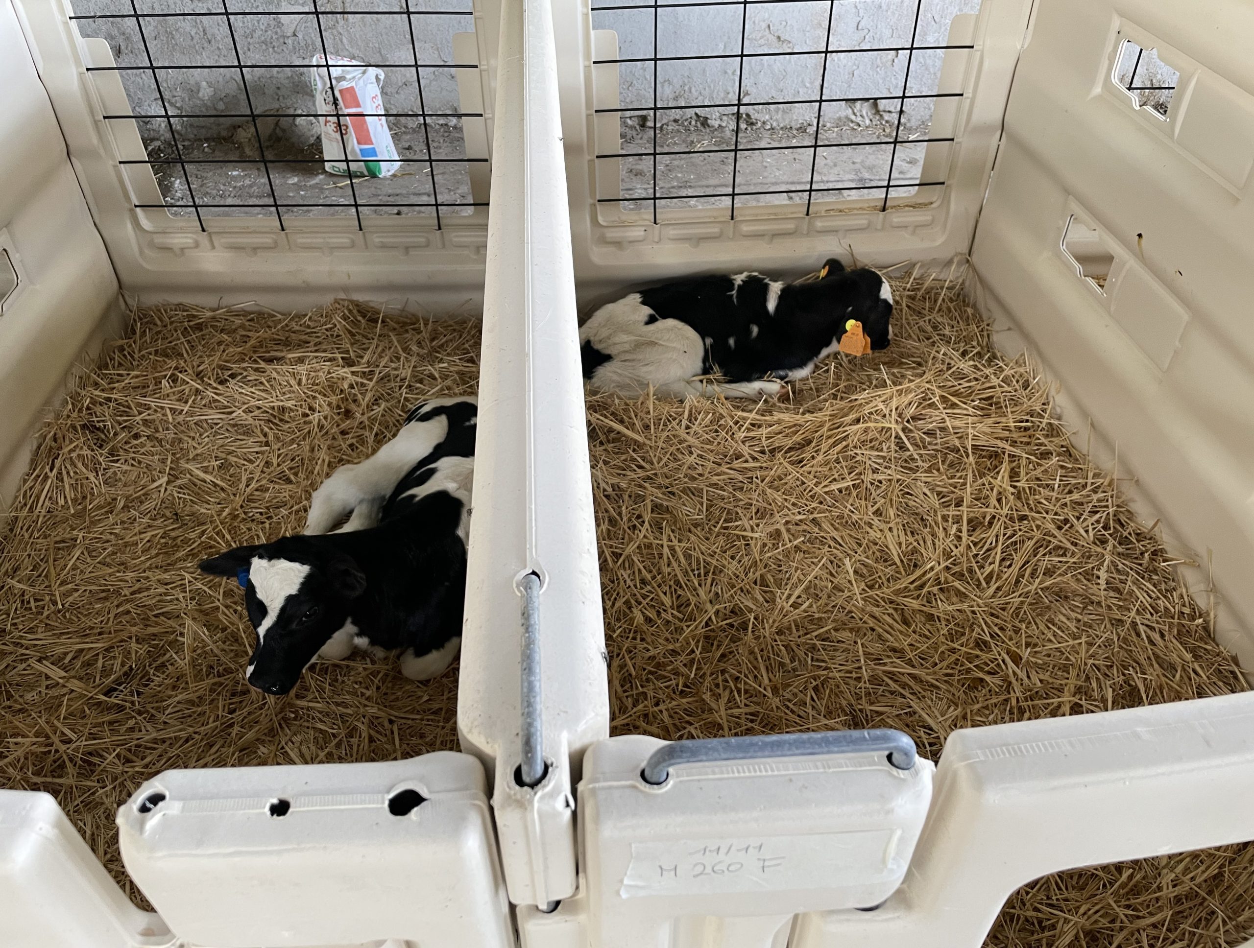 housed calves animal welfare
