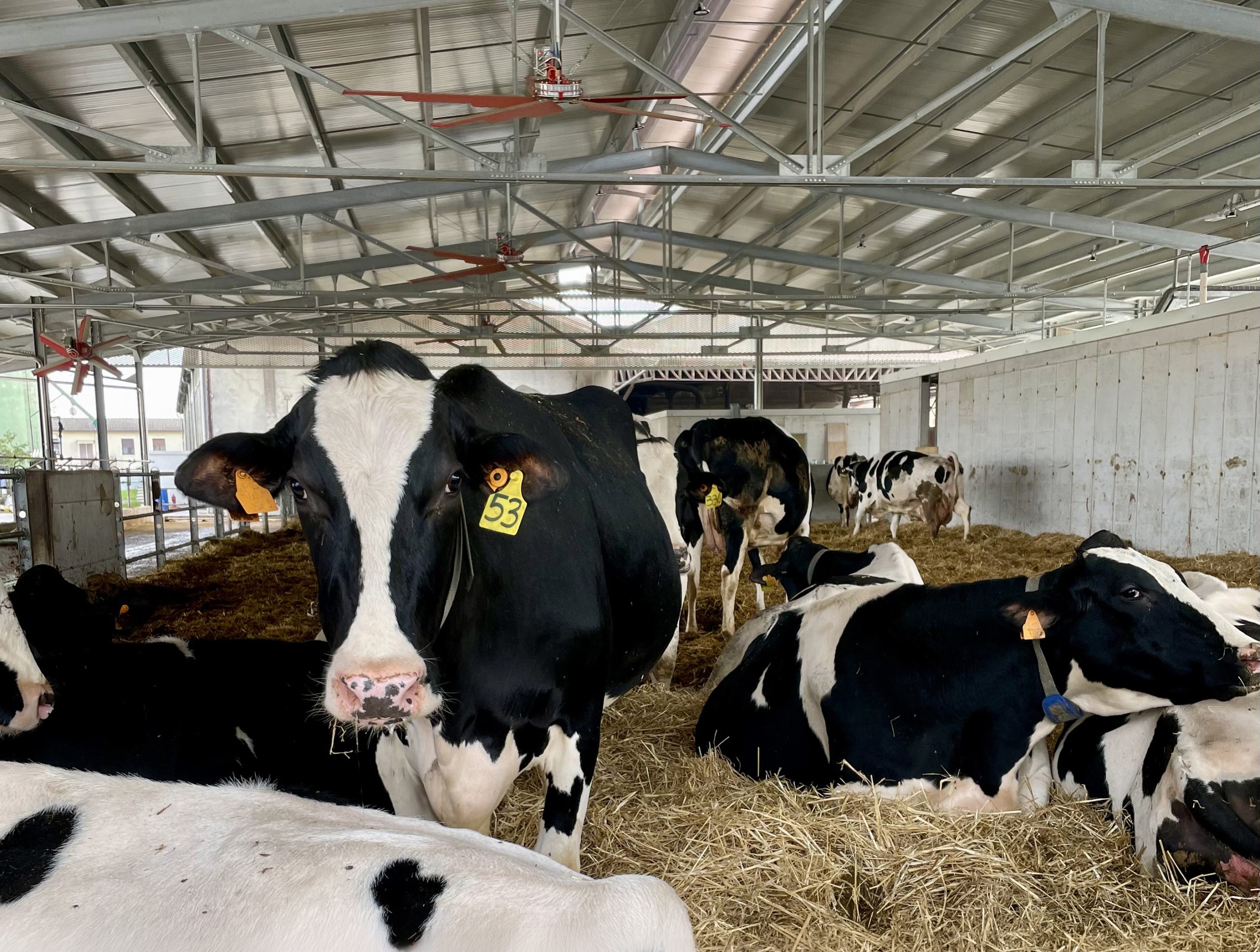 housed calves animal welfare