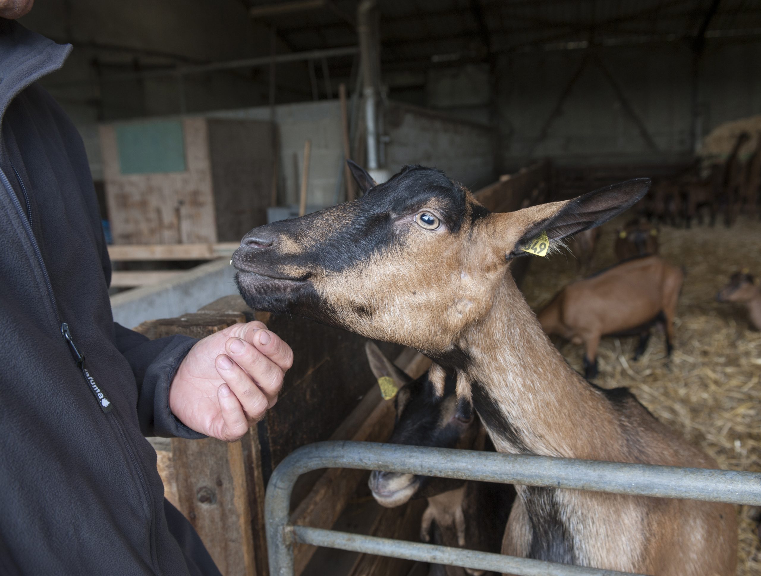 housed calves animal welfare