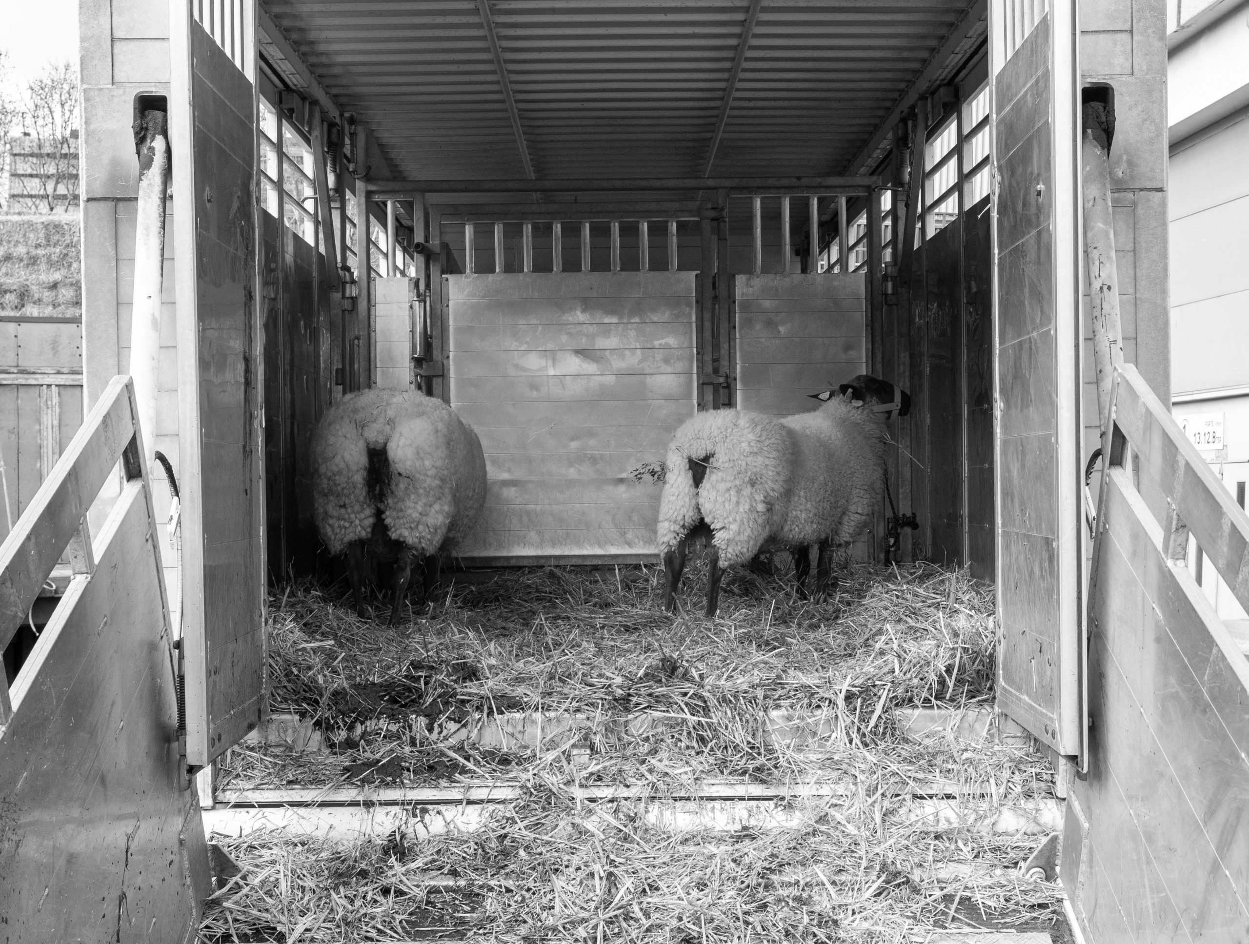 housed calves animal welfare