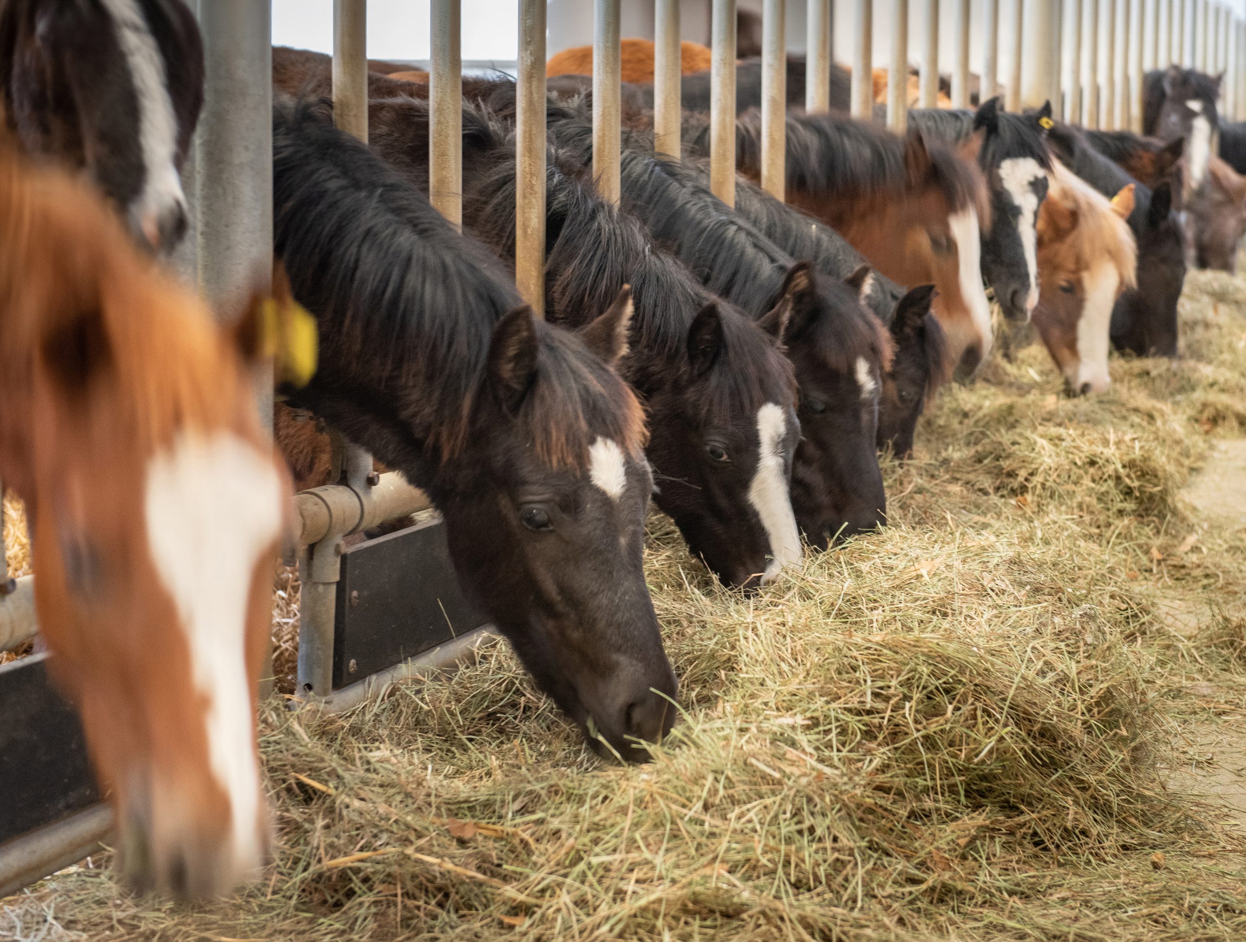 housed calves animal welfare