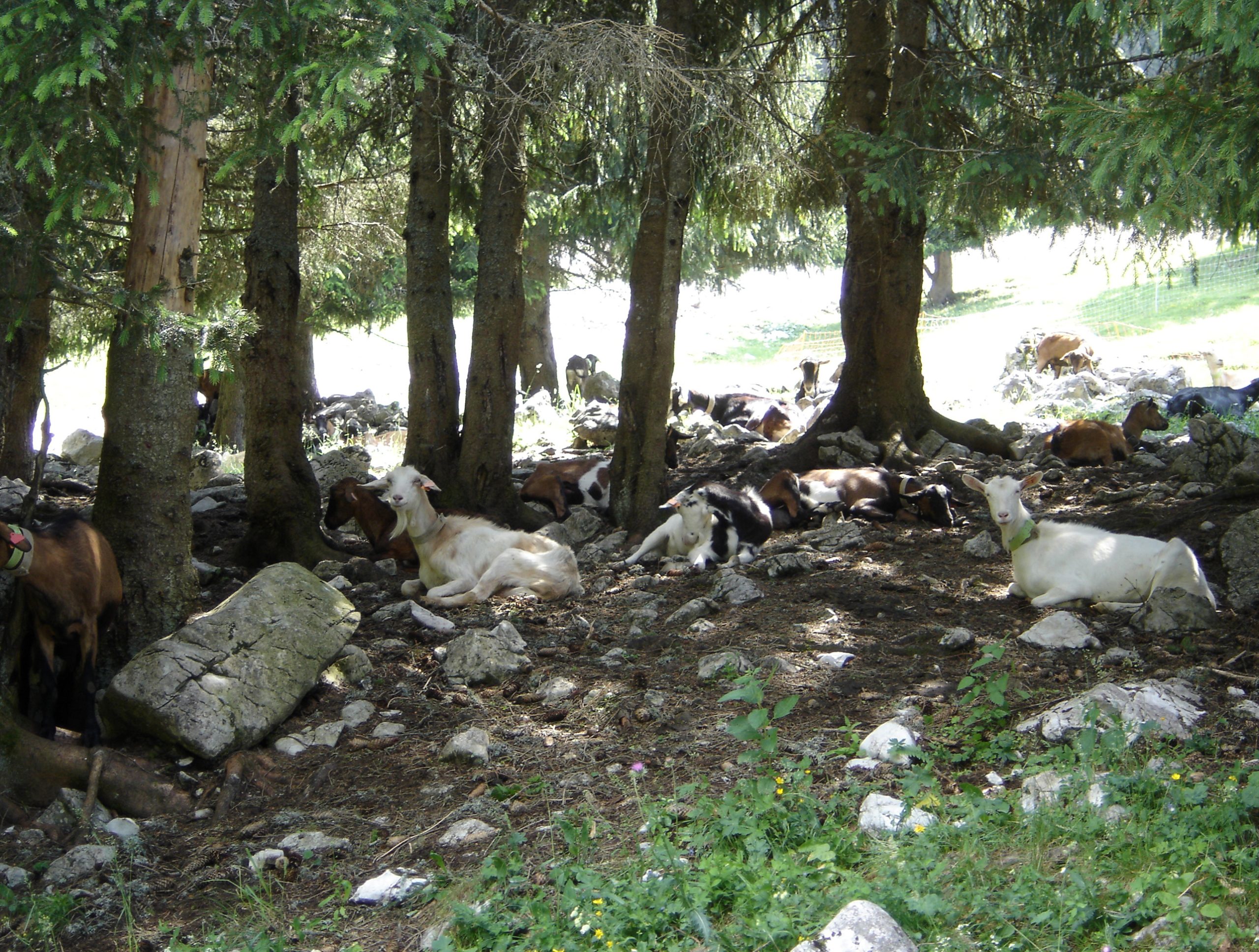 housed calves animal welfare