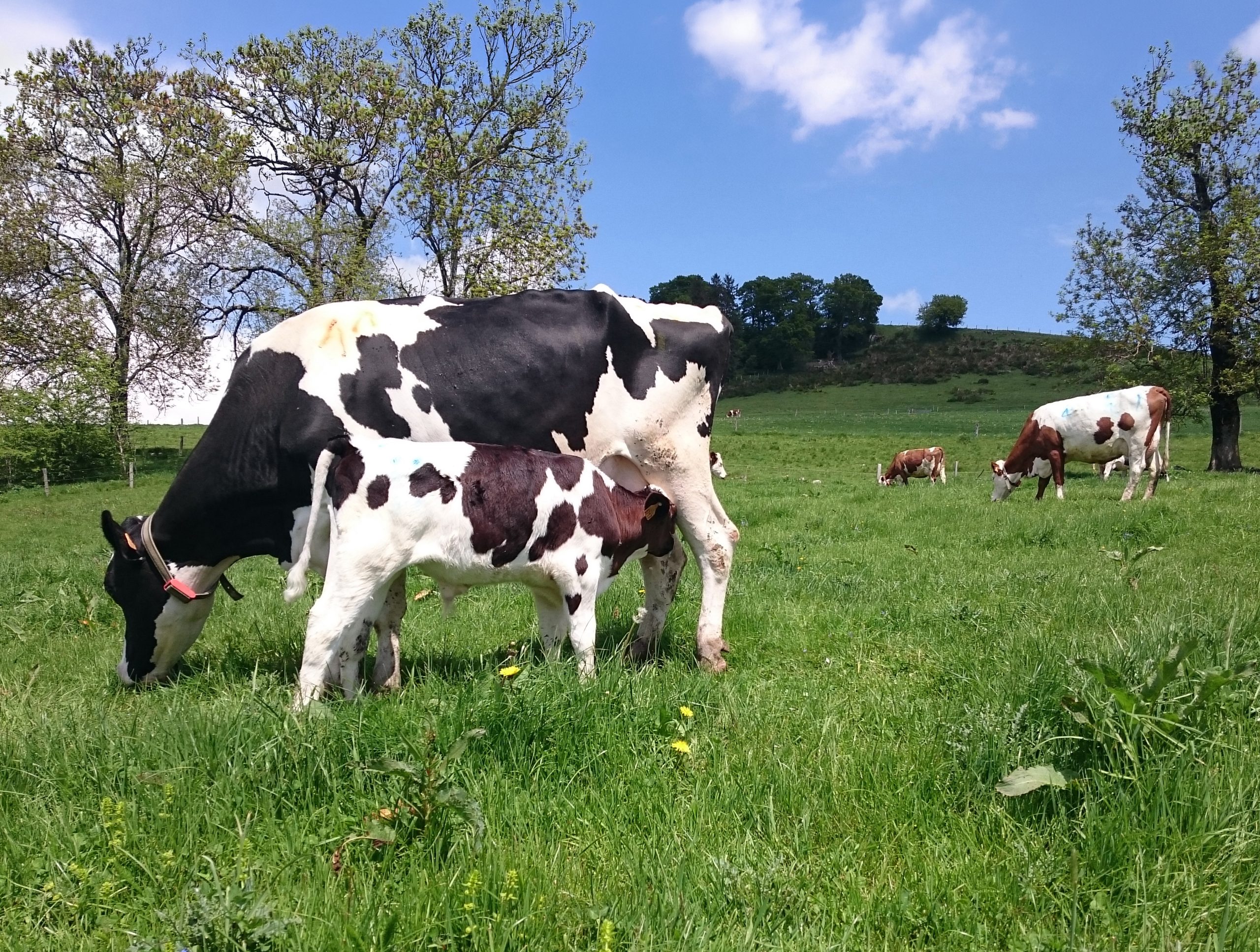 housed calves animal welfare
