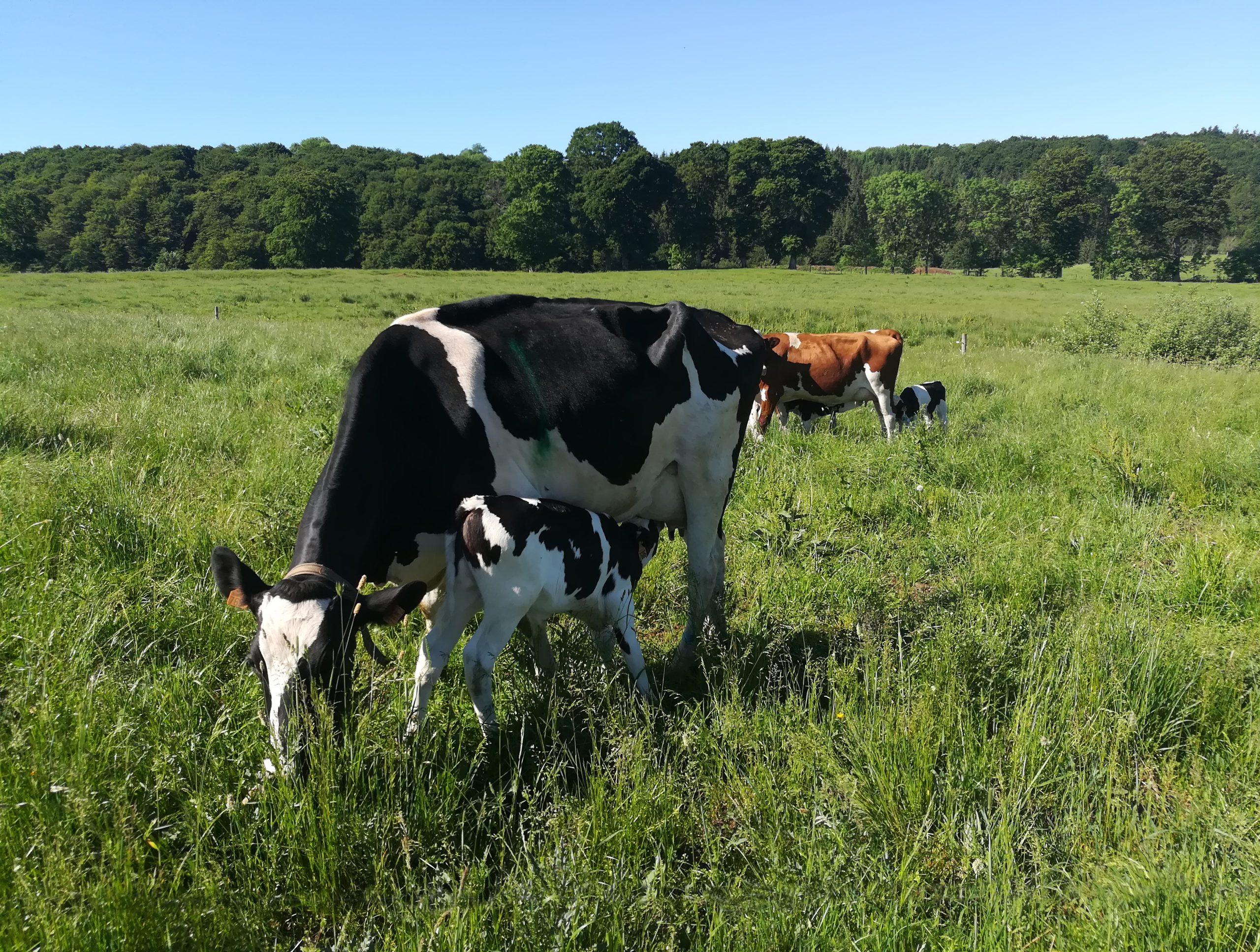 housed calves animal welfare
