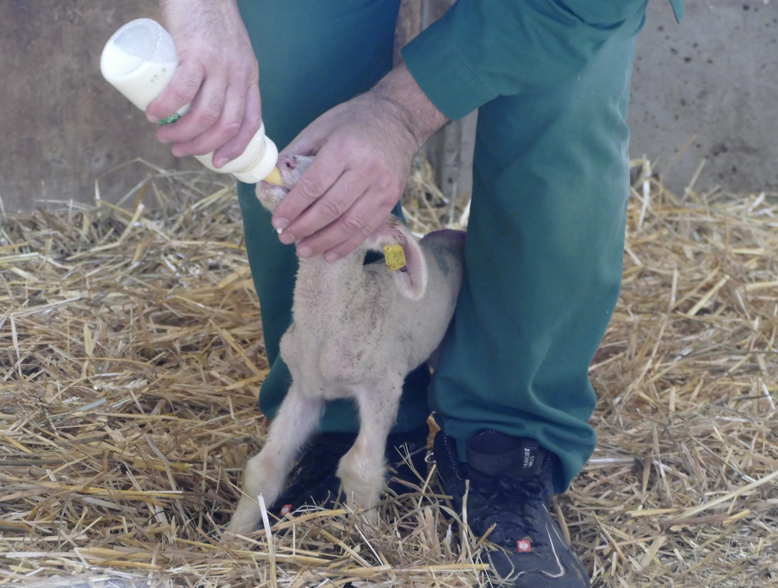 housed calves animal welfare