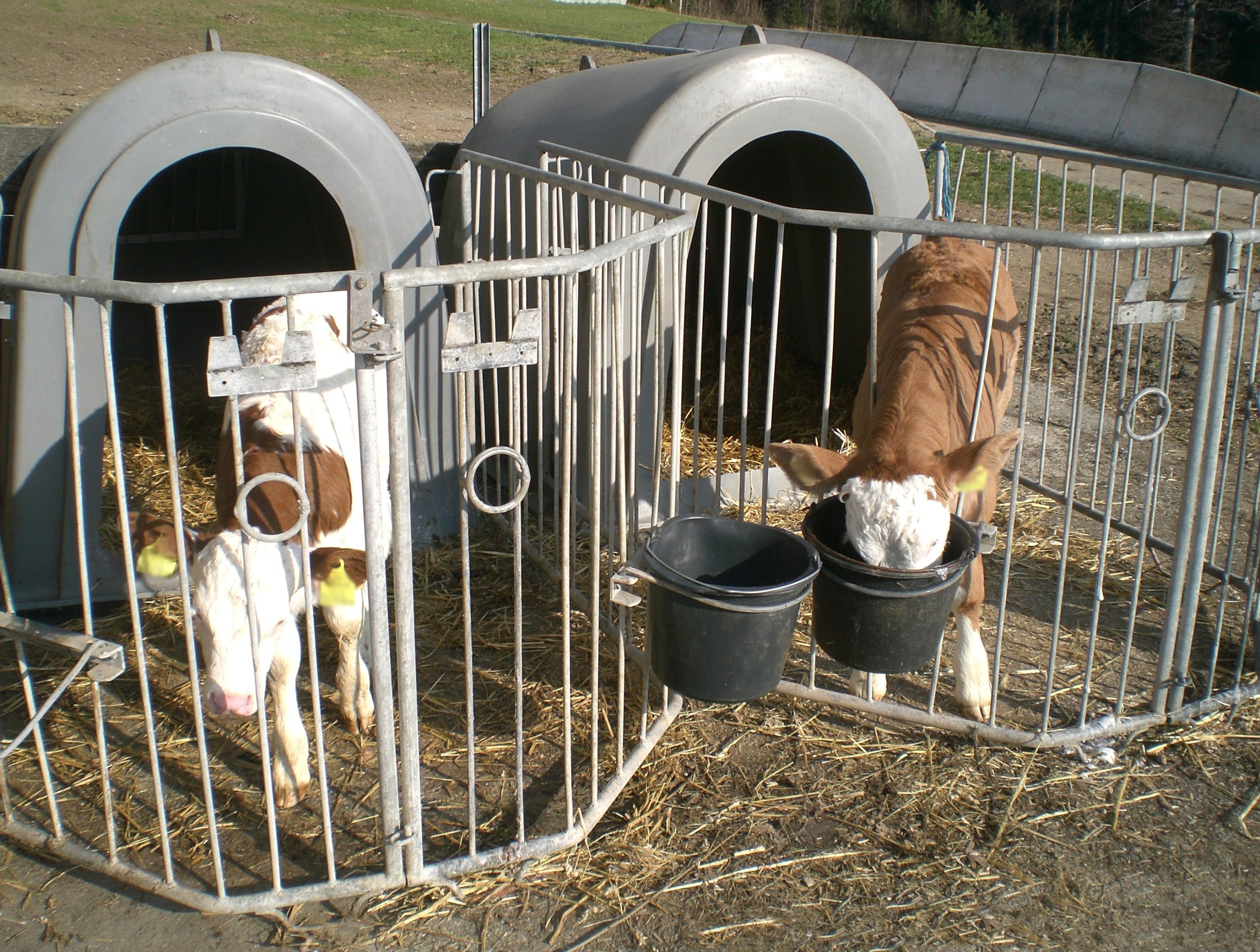 housed calves animal welfare