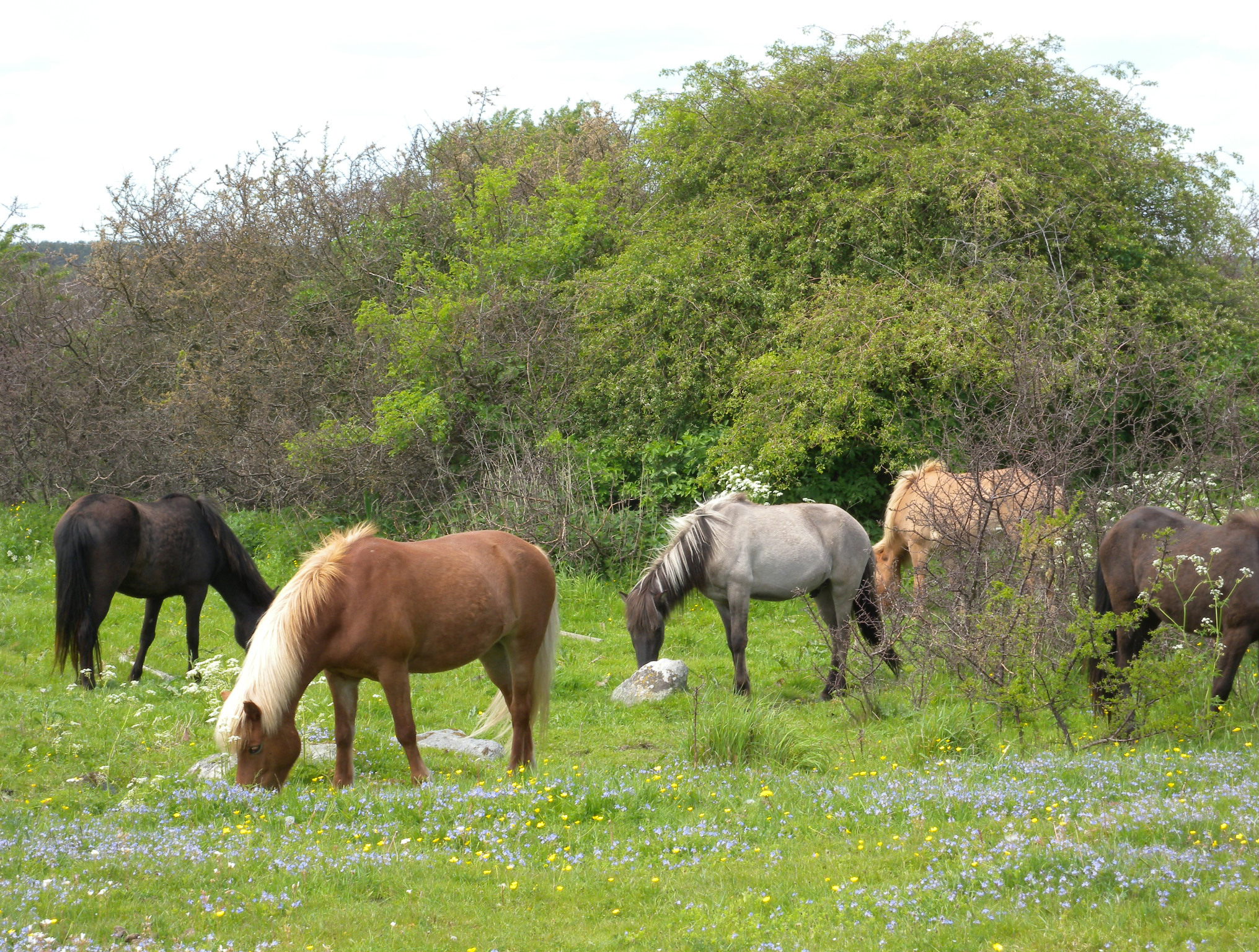housed calves animal welfare