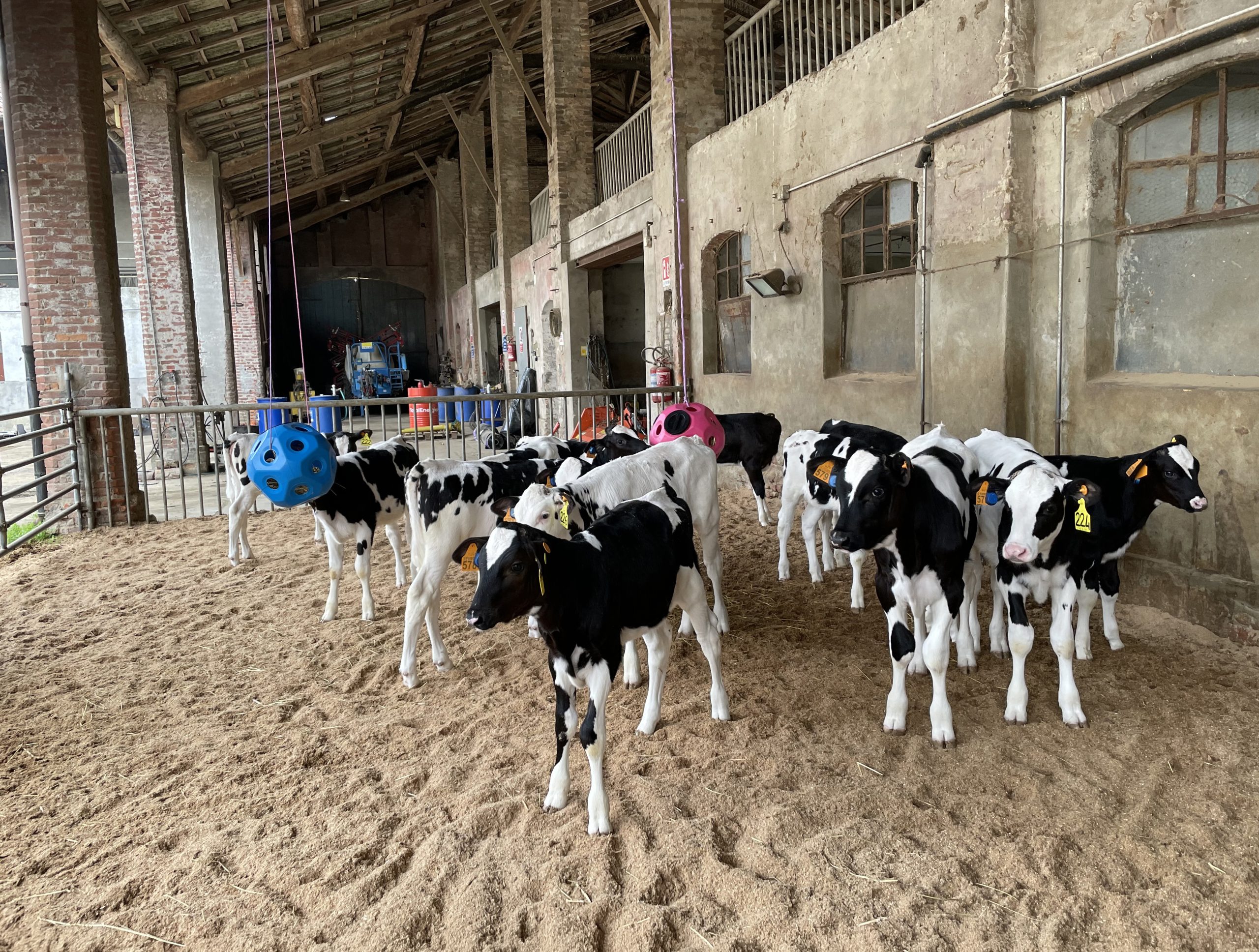 housed calves animal welfare