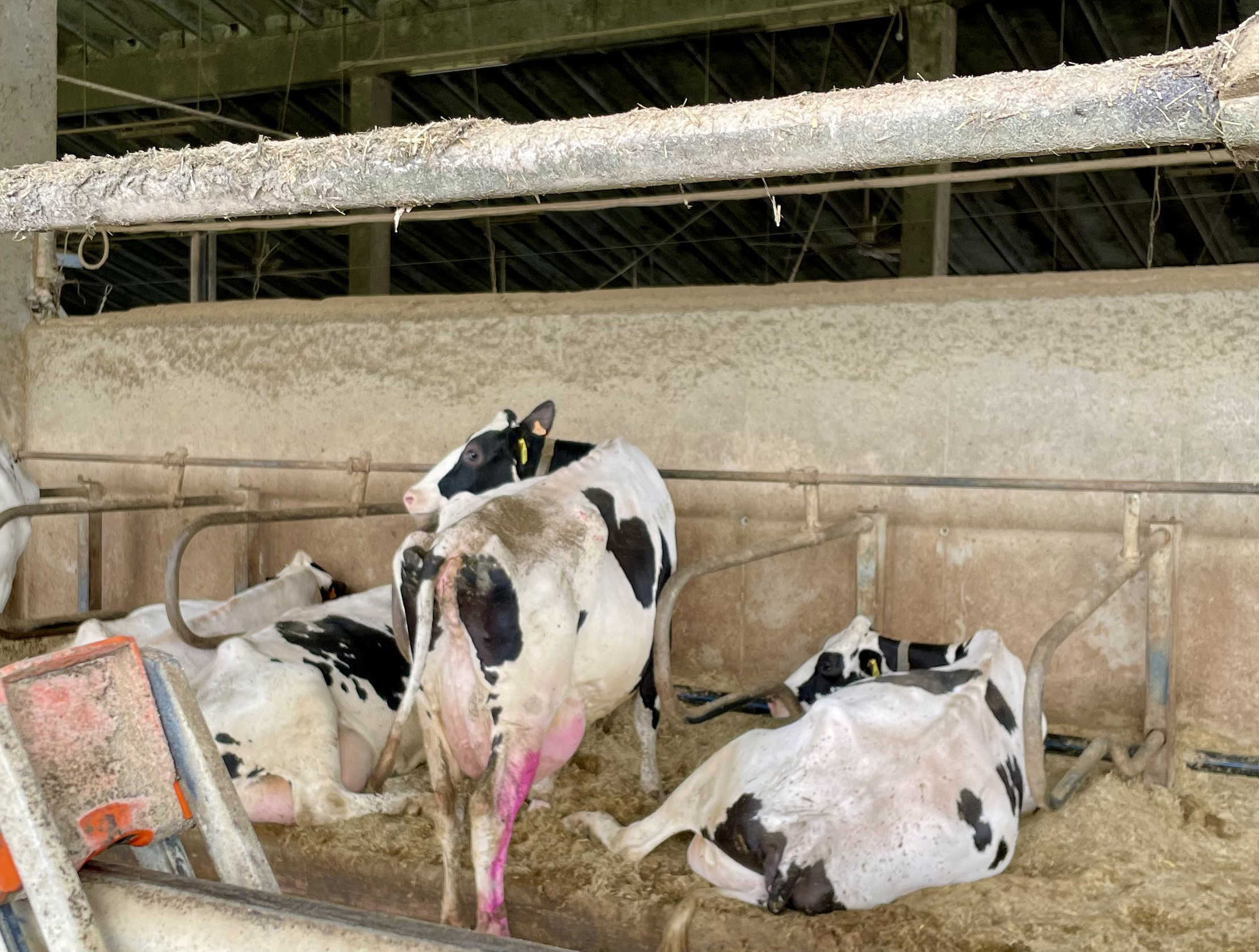 housed calves animal welfare