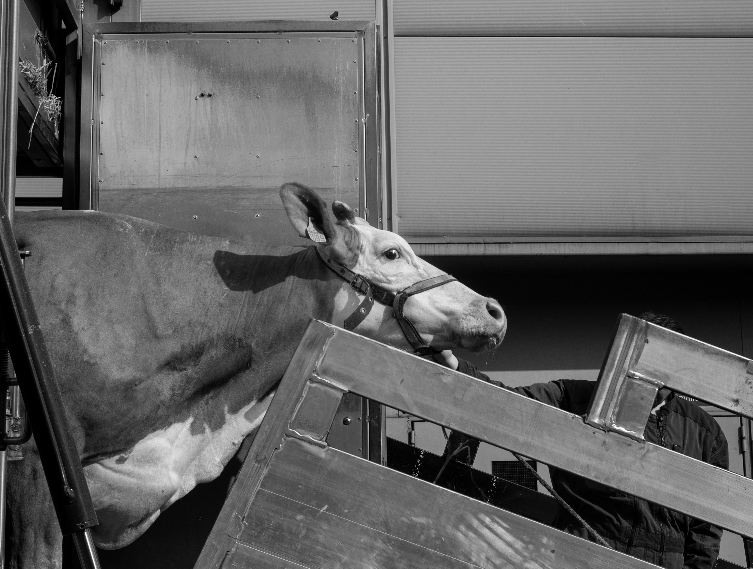 housed calves animal welfare