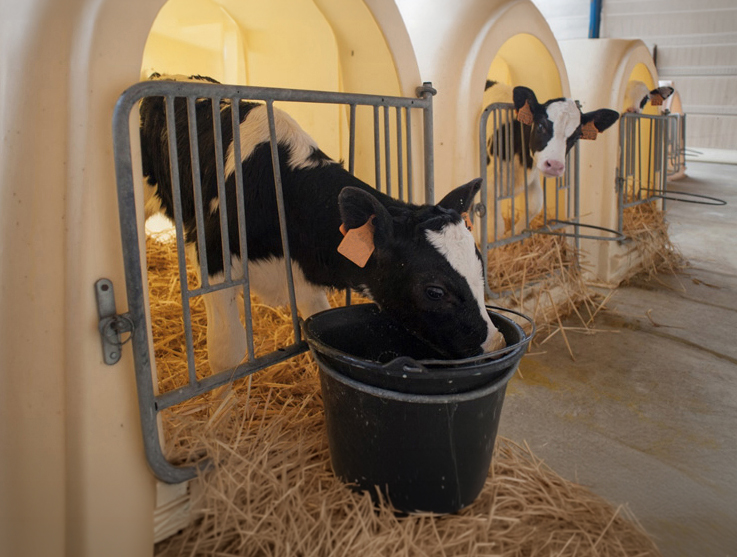 housed calves animal welfare