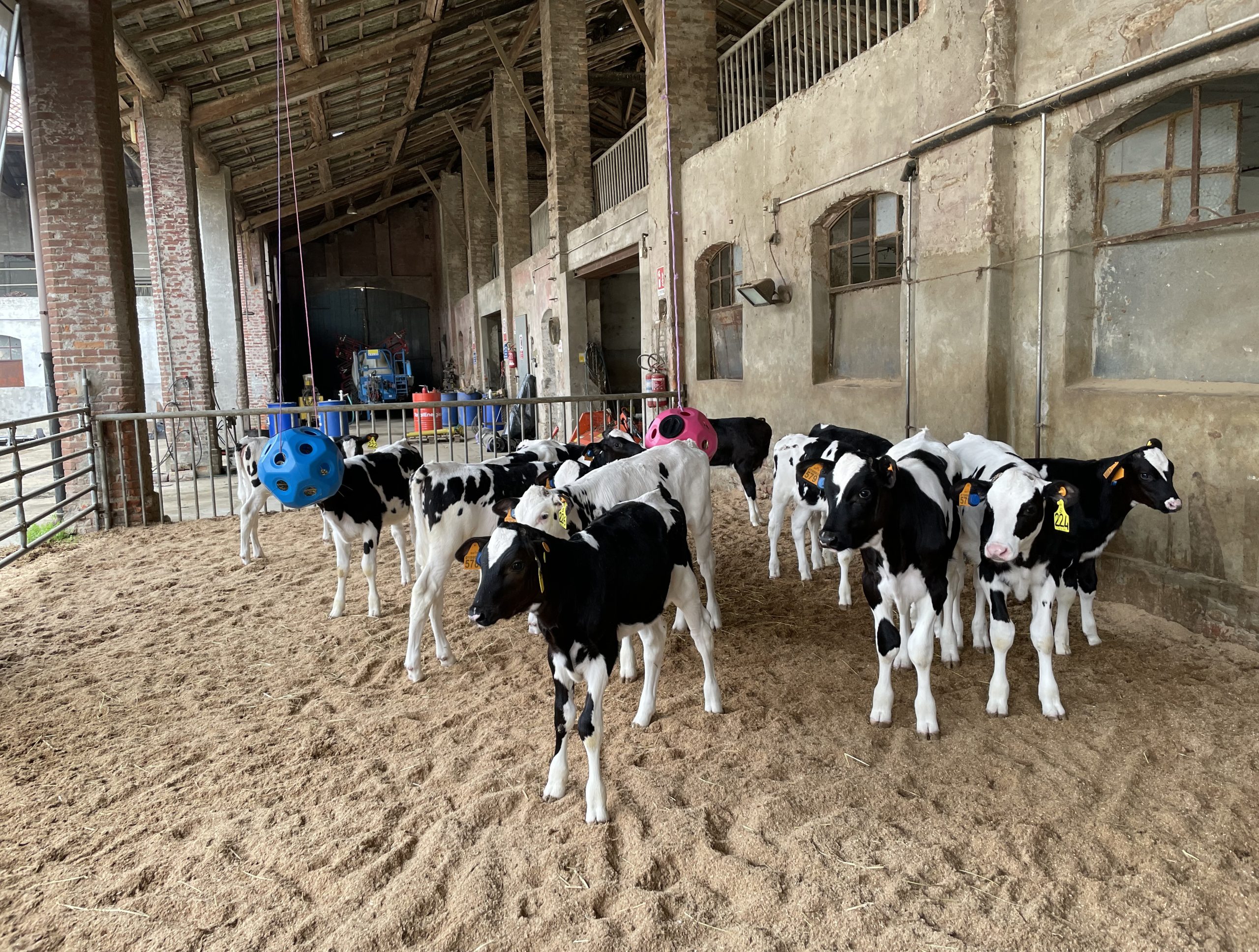 housed calves animal welfare