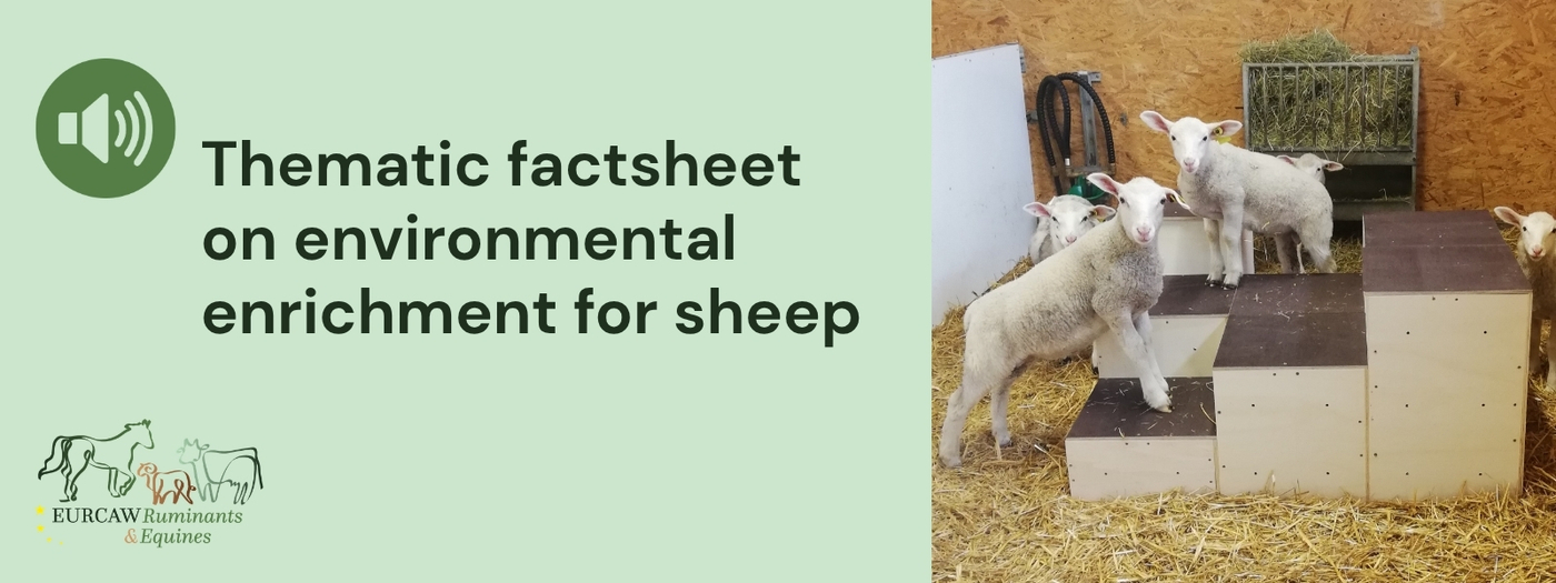 Thematic factsheet on environmental enrichment for sheep