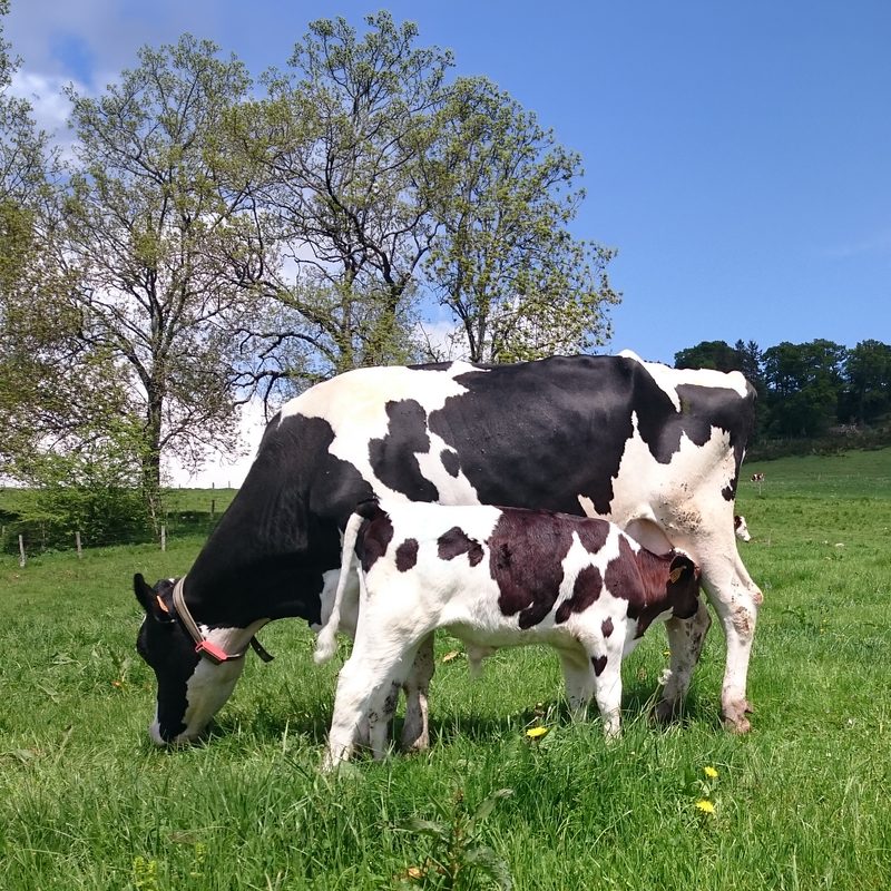 cows feeding