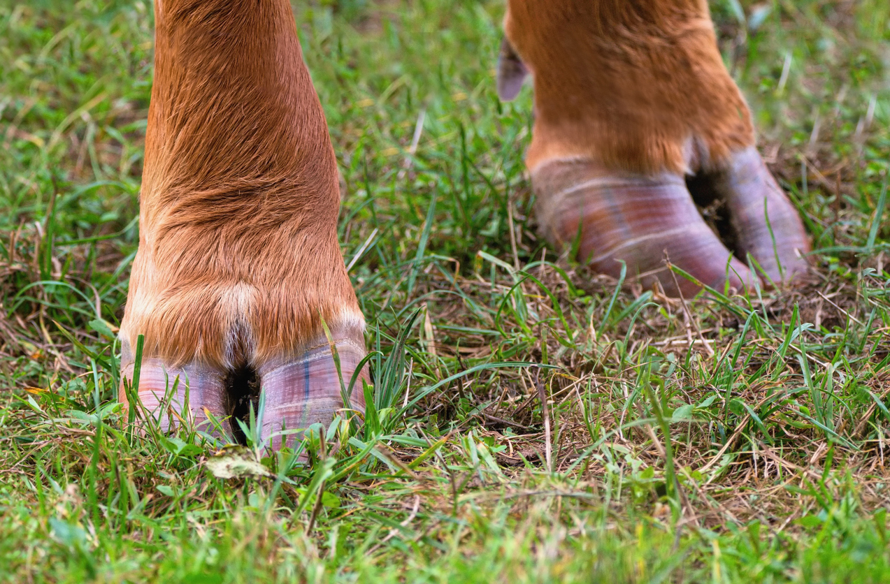Hooves, artiodactyl close up – legs of cow