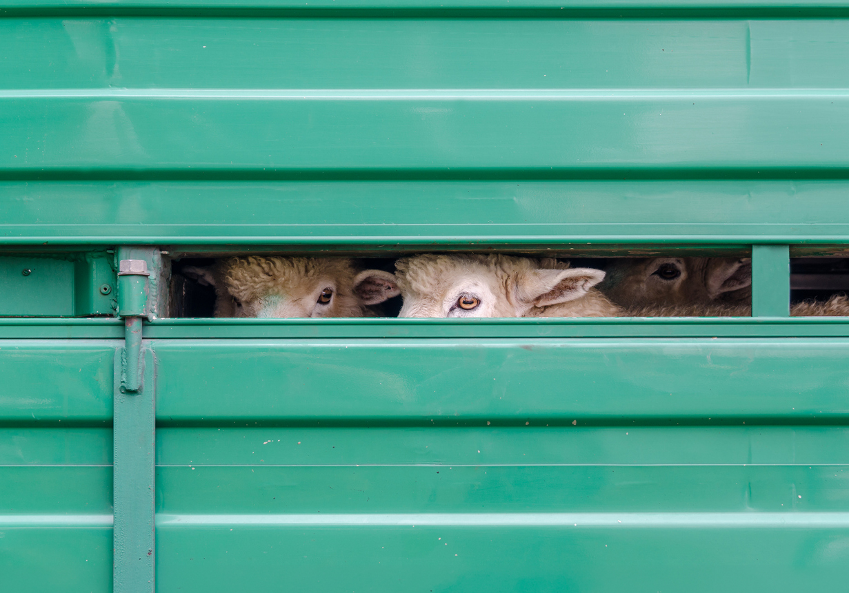 Sheep looking outside the transportation vehicle