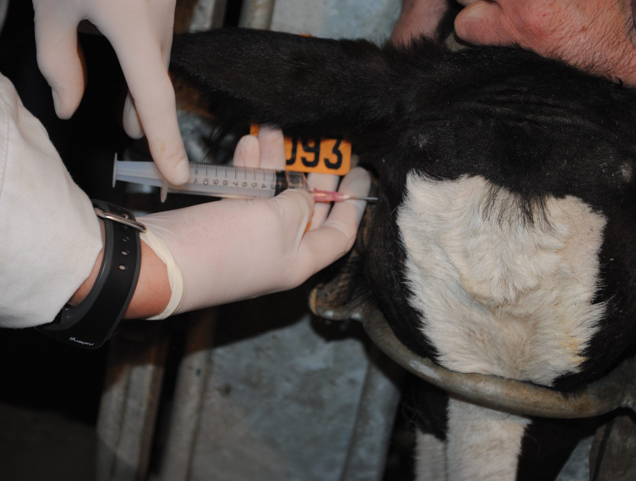 housed calves animal welfare