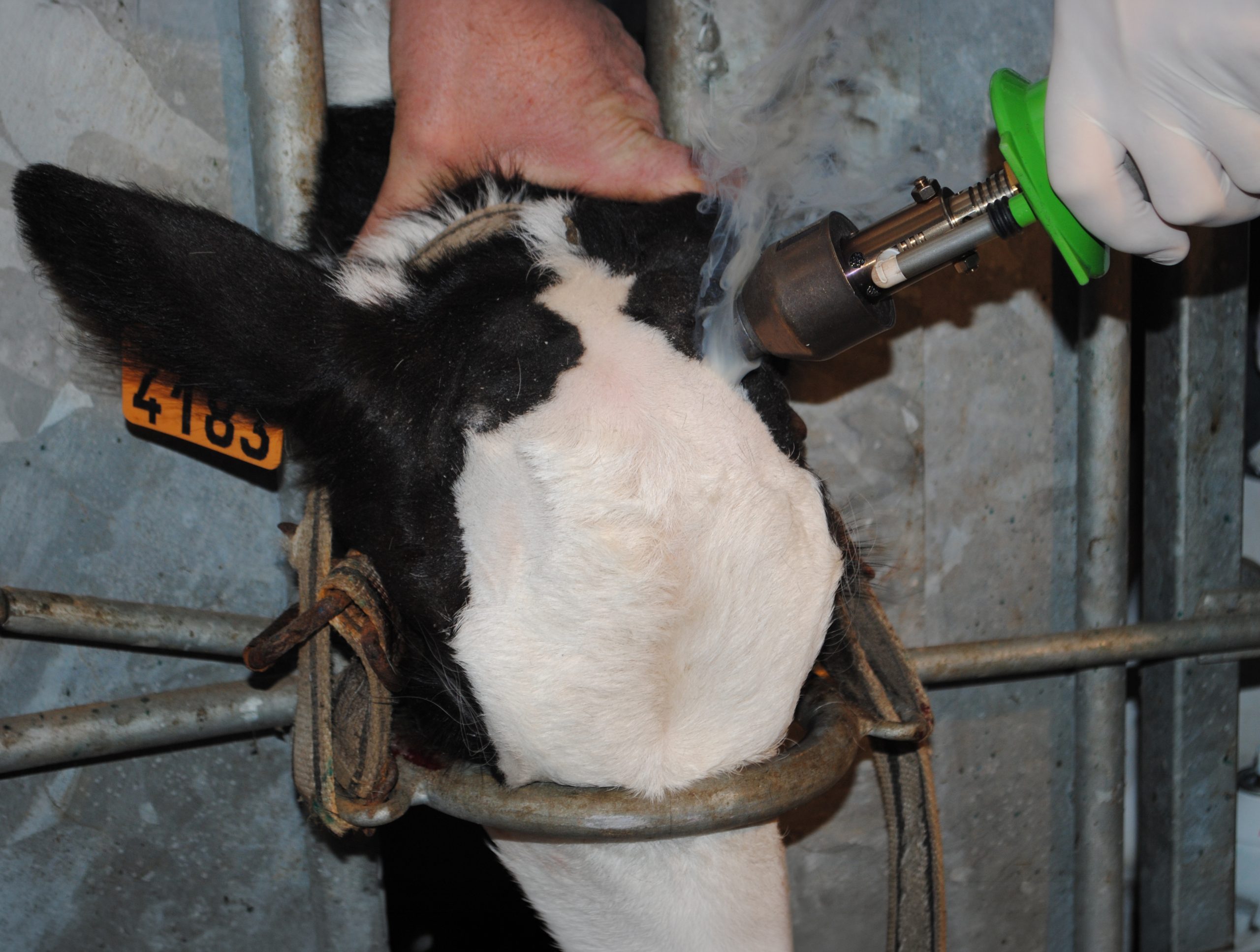 housed calves animal welfare